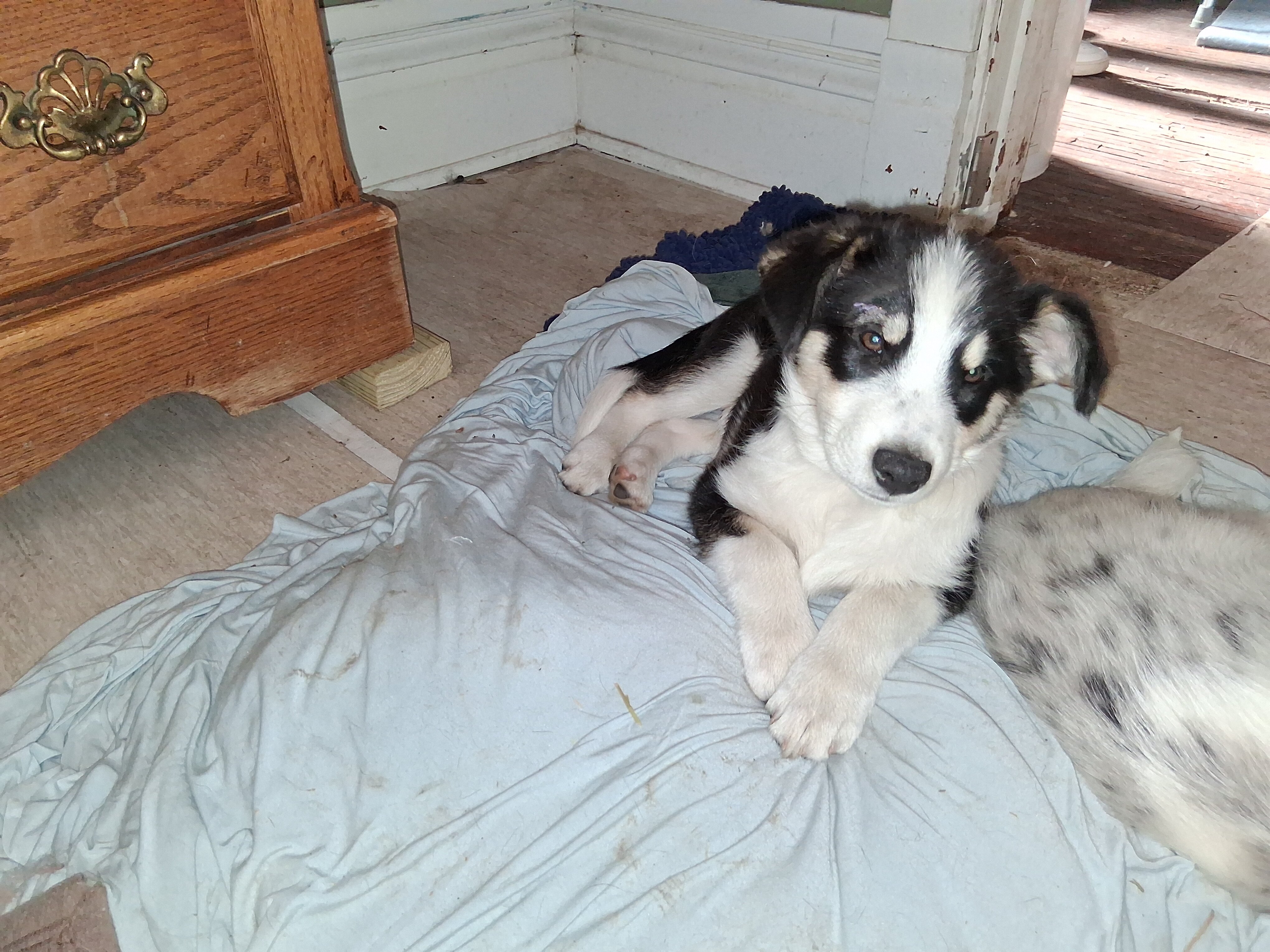 Miniature Husky/Australian designer pups image 3