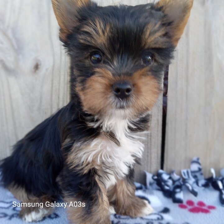 Yorkshire Terrier, Yorkie, Female image 3