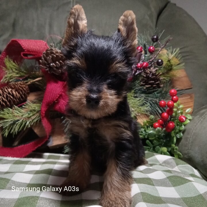 Yorkshire Terrier, Yorkie, Female image 2