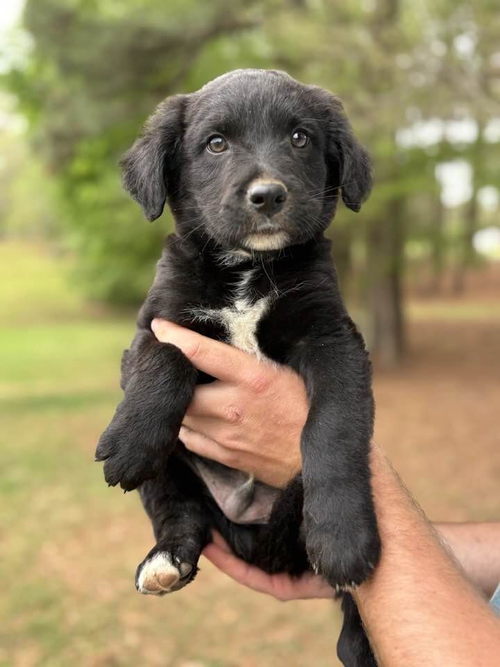 Puppies image 1