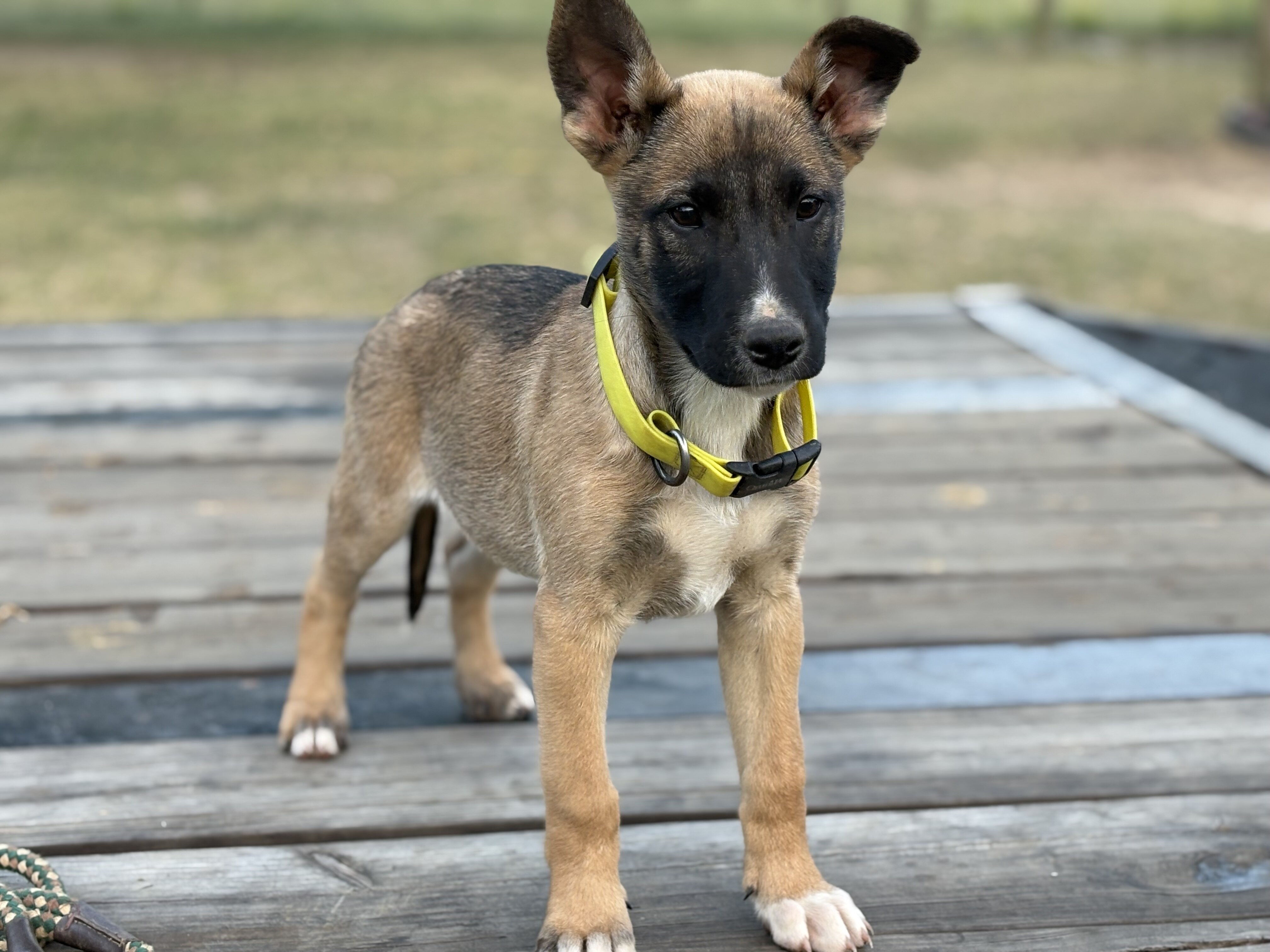 Puppies image 3