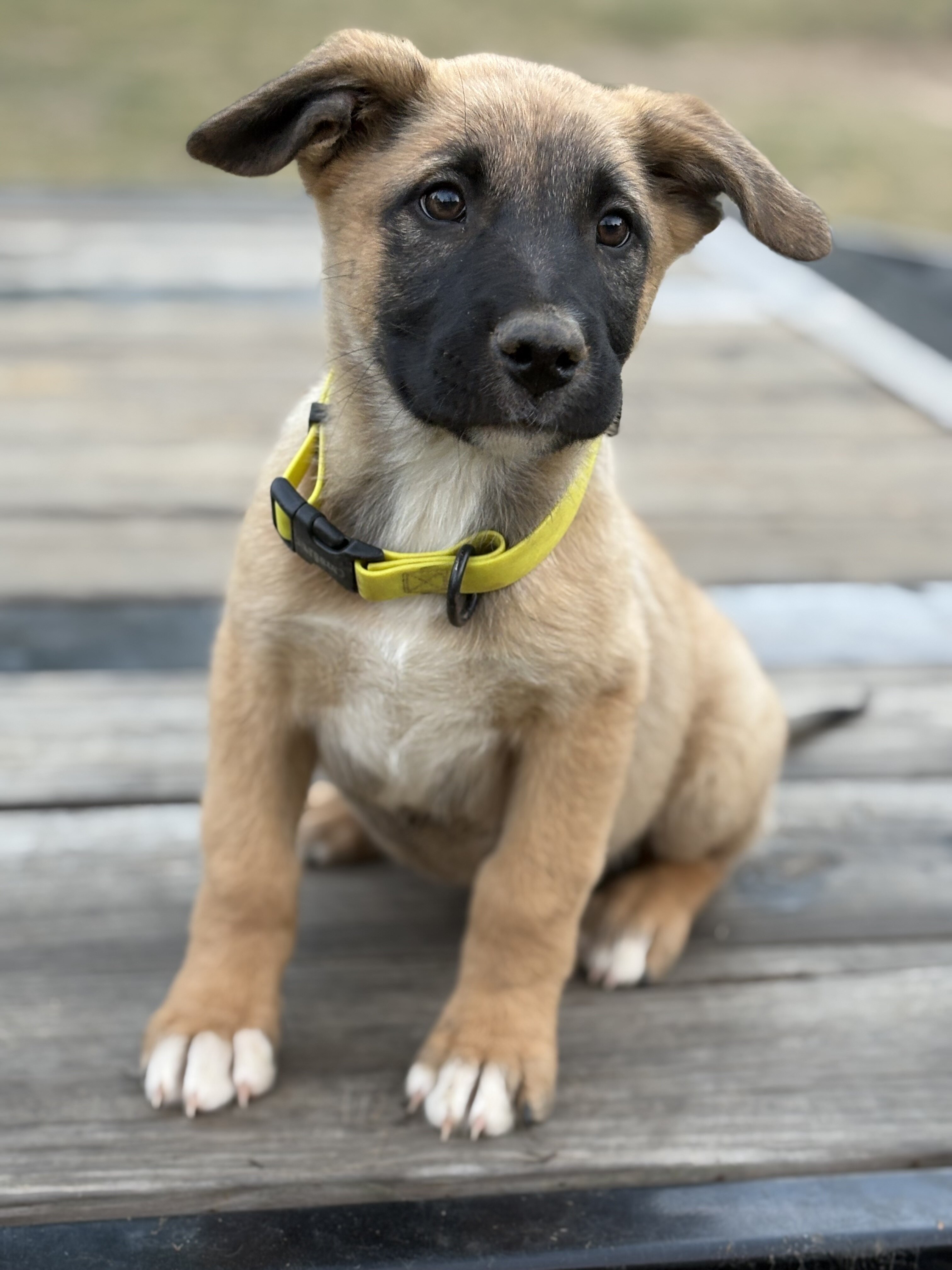 Puppies image 2