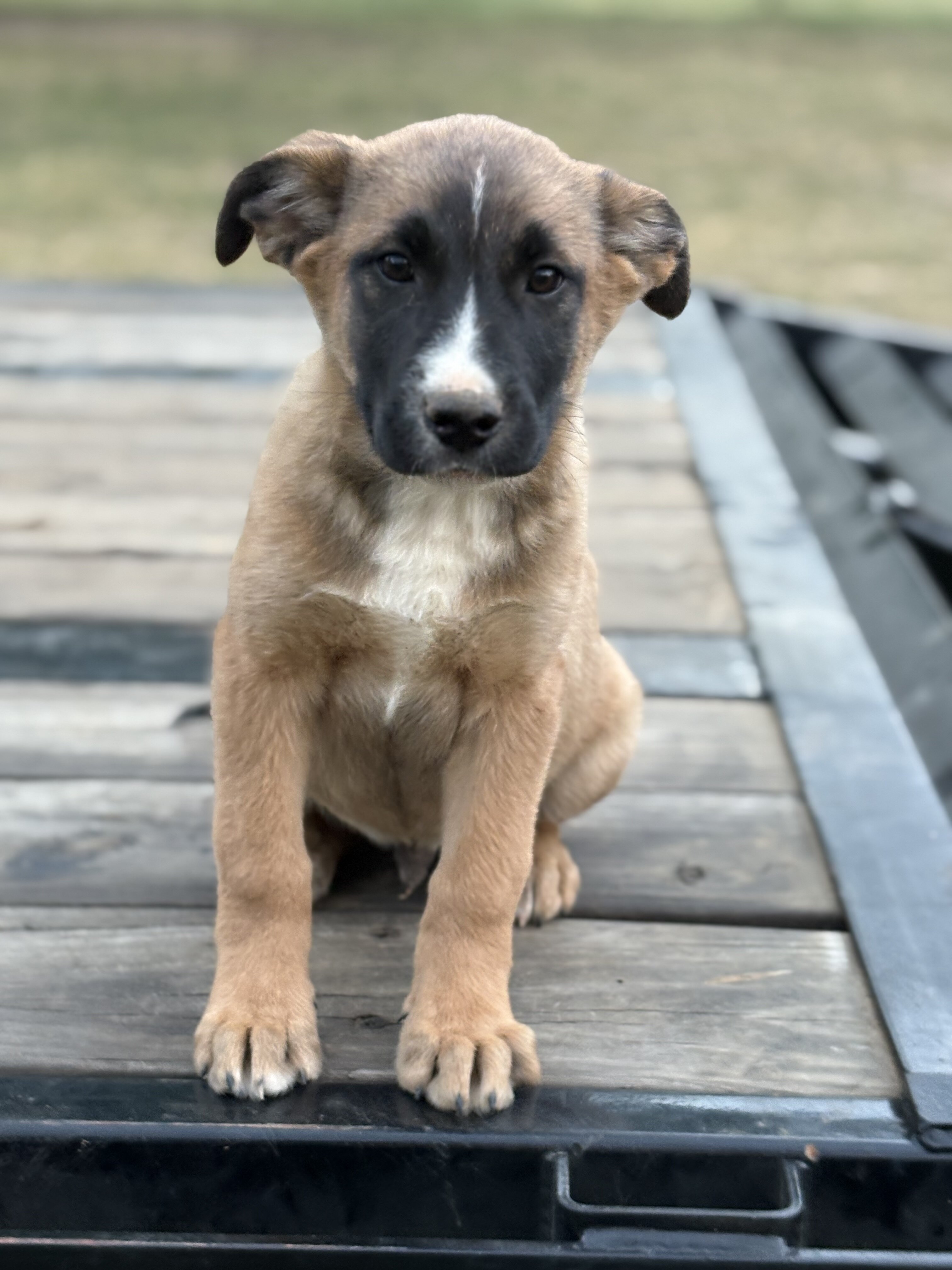 Puppies image 4