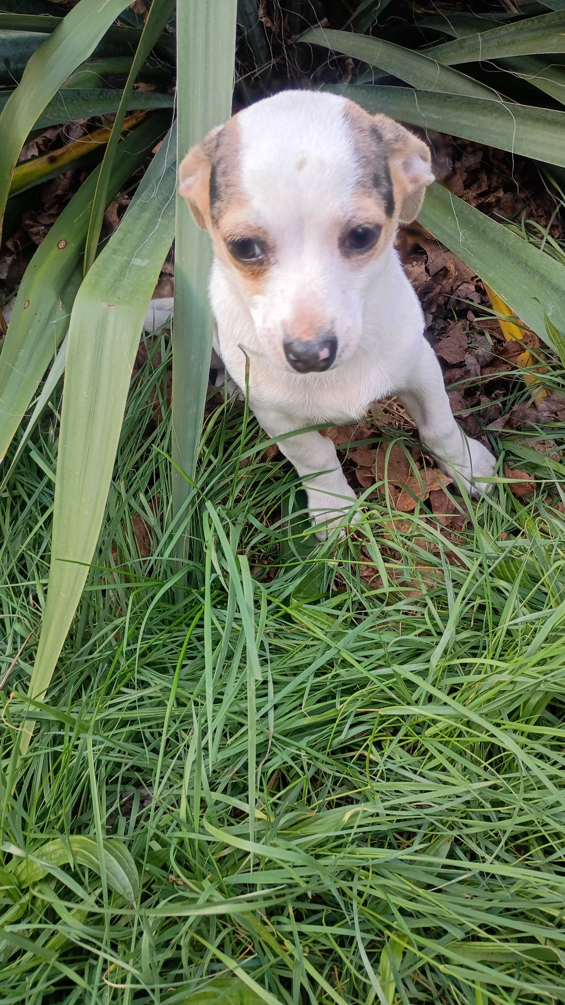 Stubby leg dear head Chihuahua pup image 2