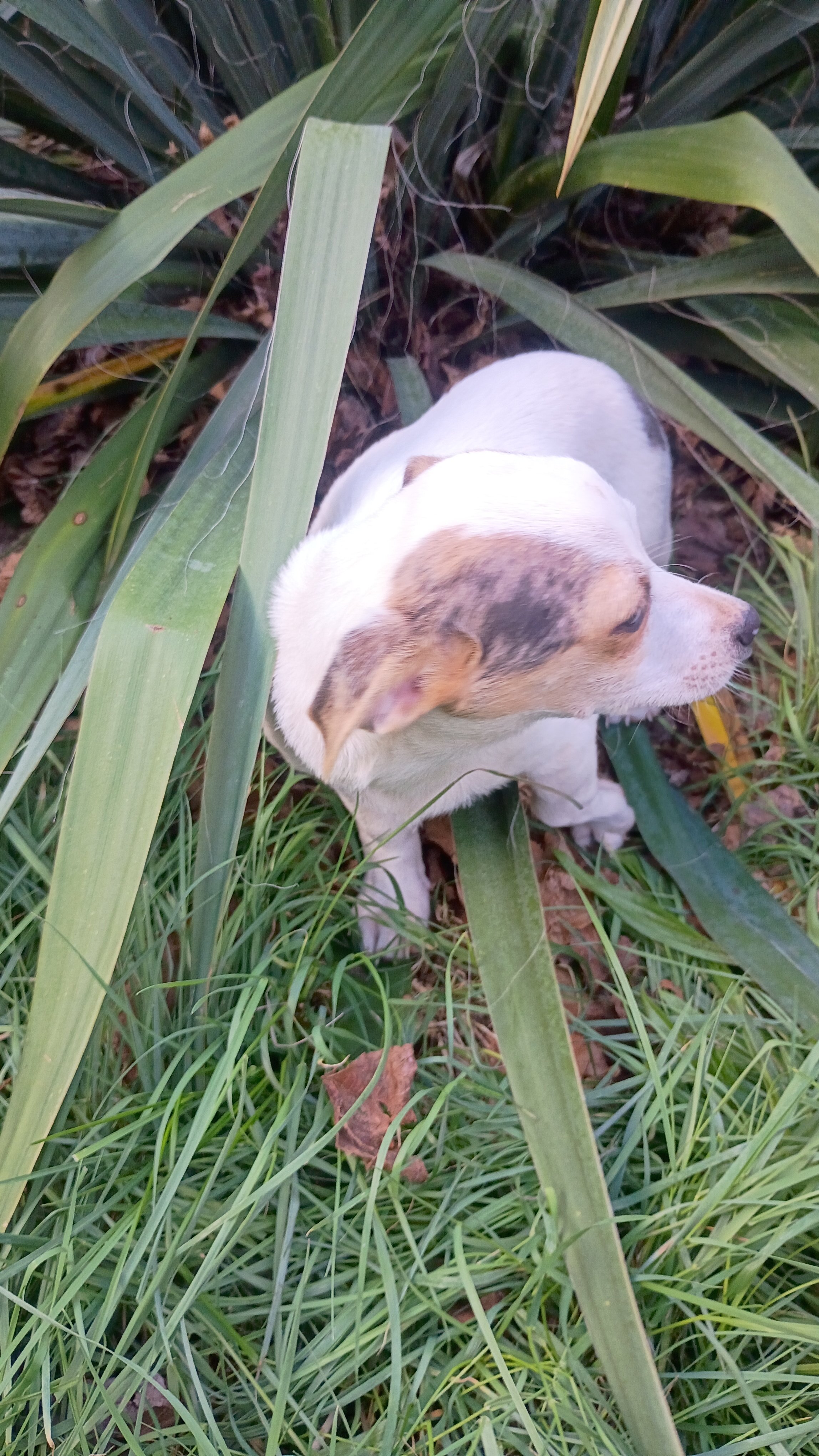 Stubby leg dear head Chihuahua pup image 3