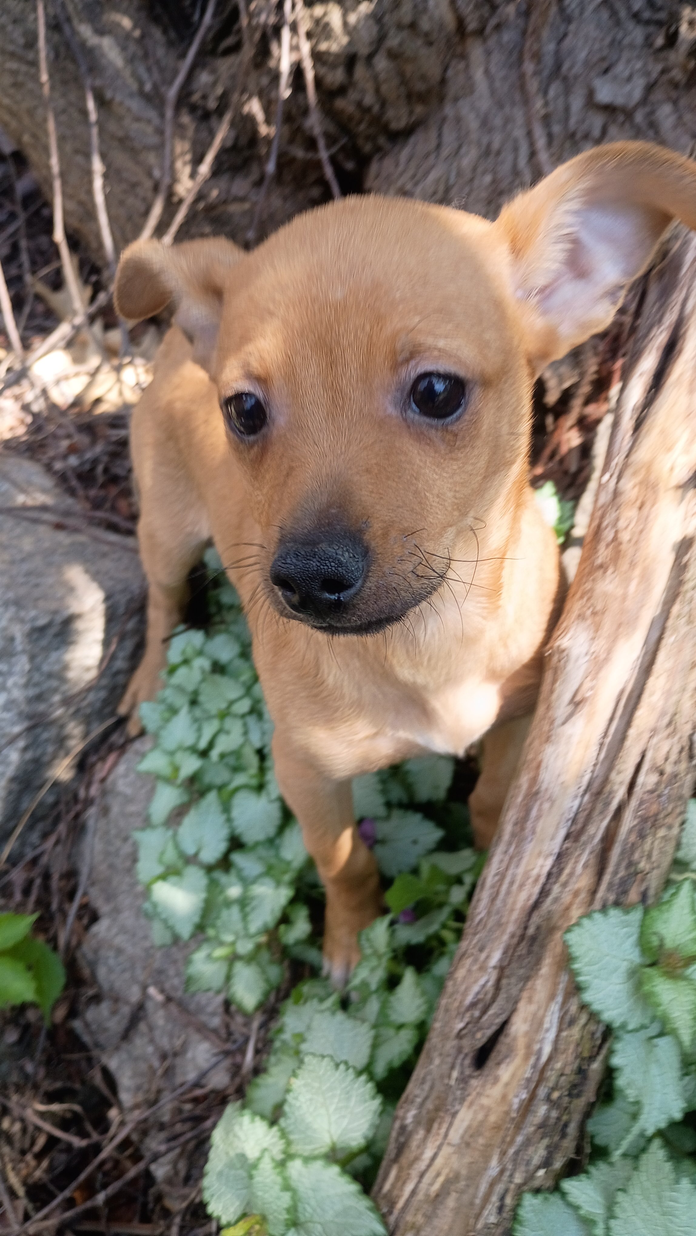 male Beagle Chihuahua mix pup image 2