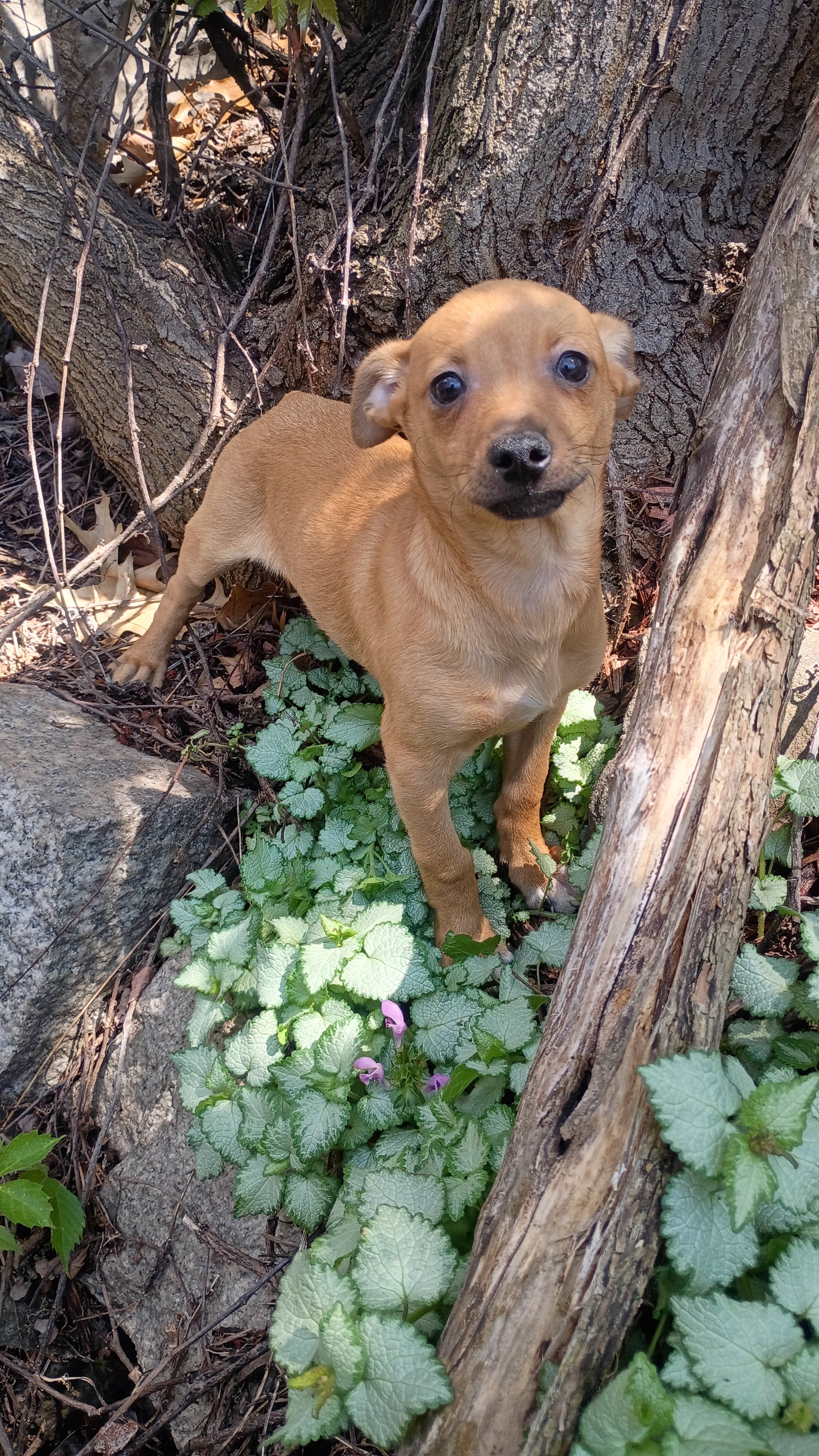 male Beagle Chihuahua mix pup image 3