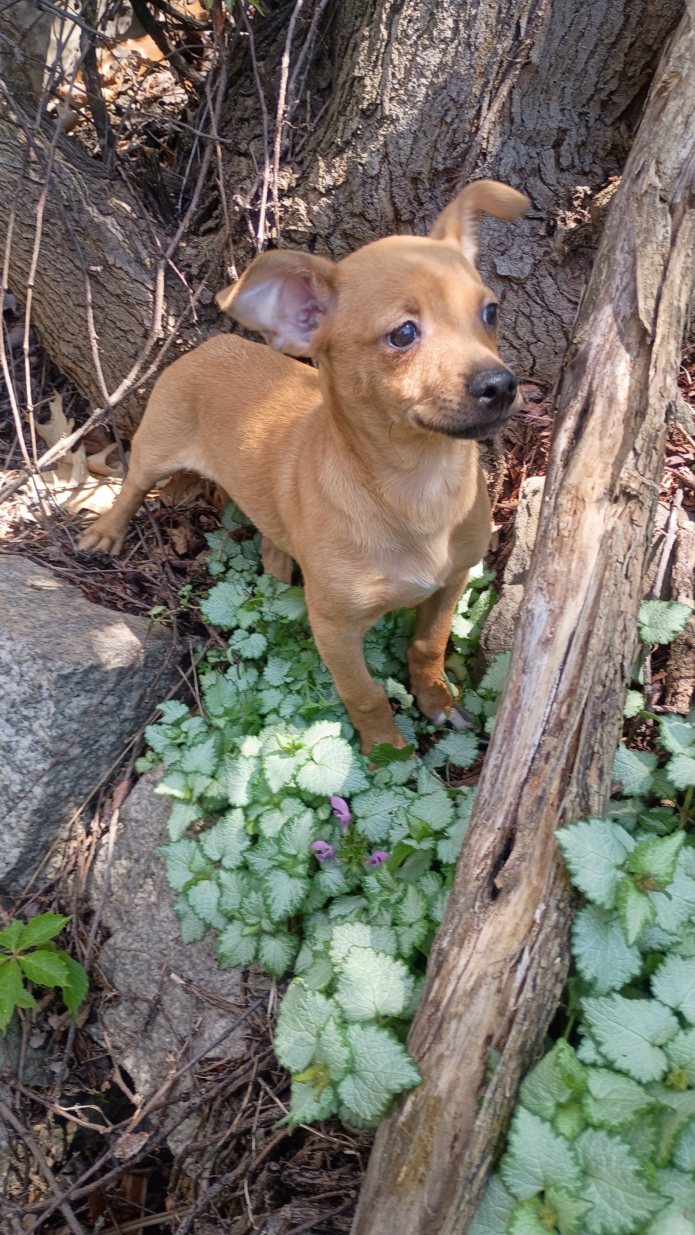 male Beagle Chihuahua mix pup image 4