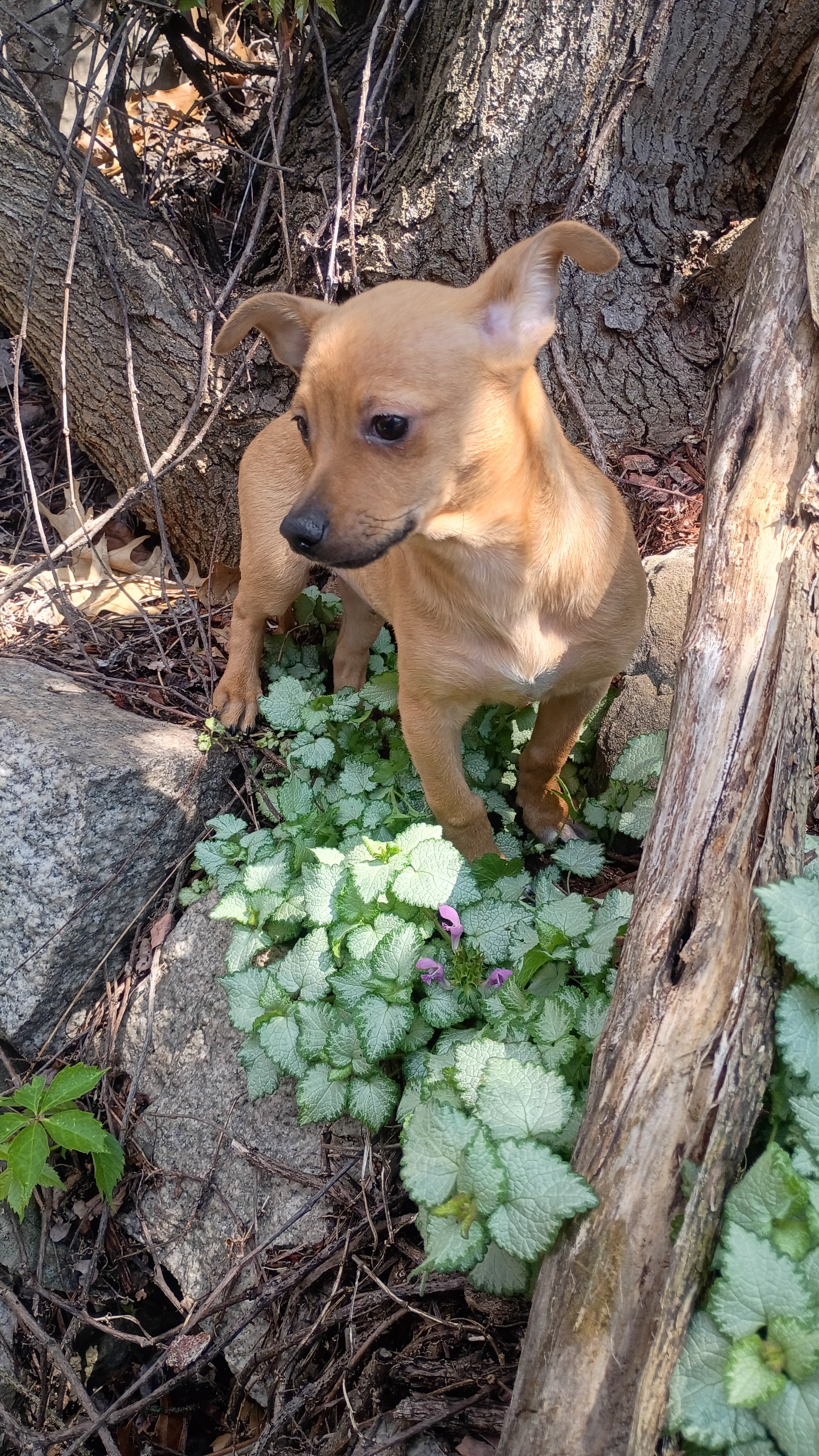 male Beagle Chihuahua mix pup image 5