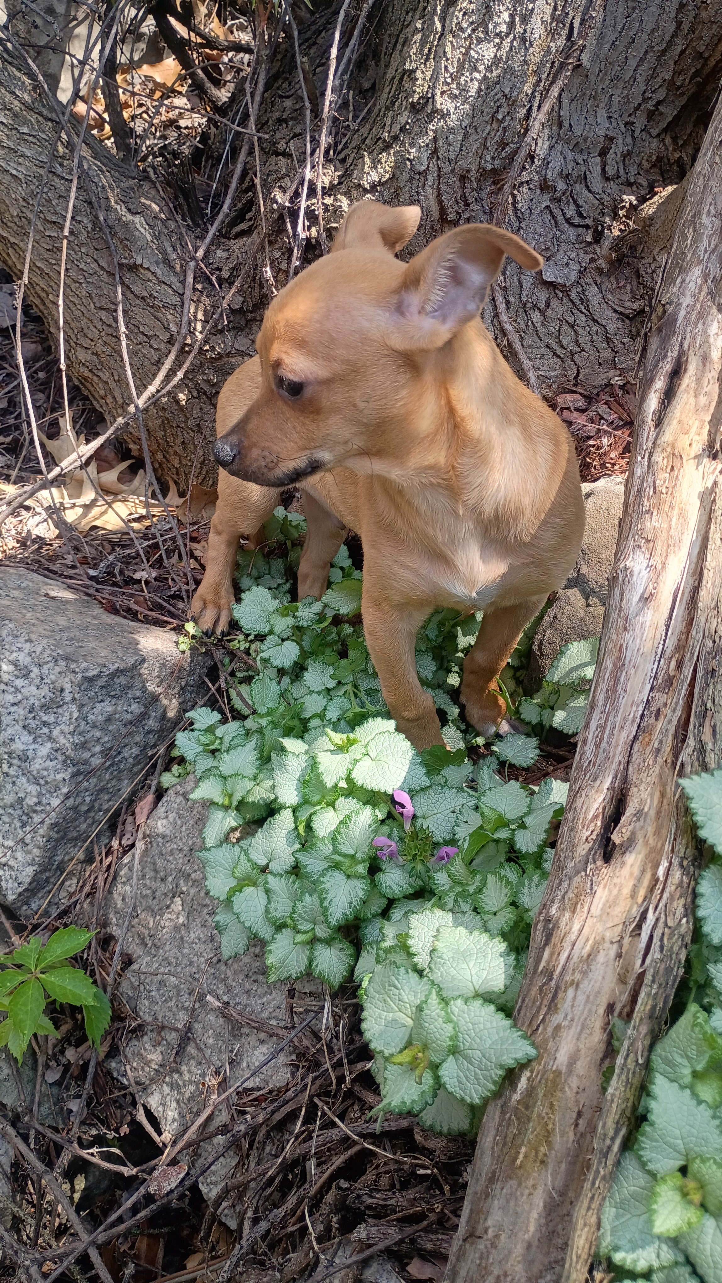 male Beagle Chihuahua mix pup image 6