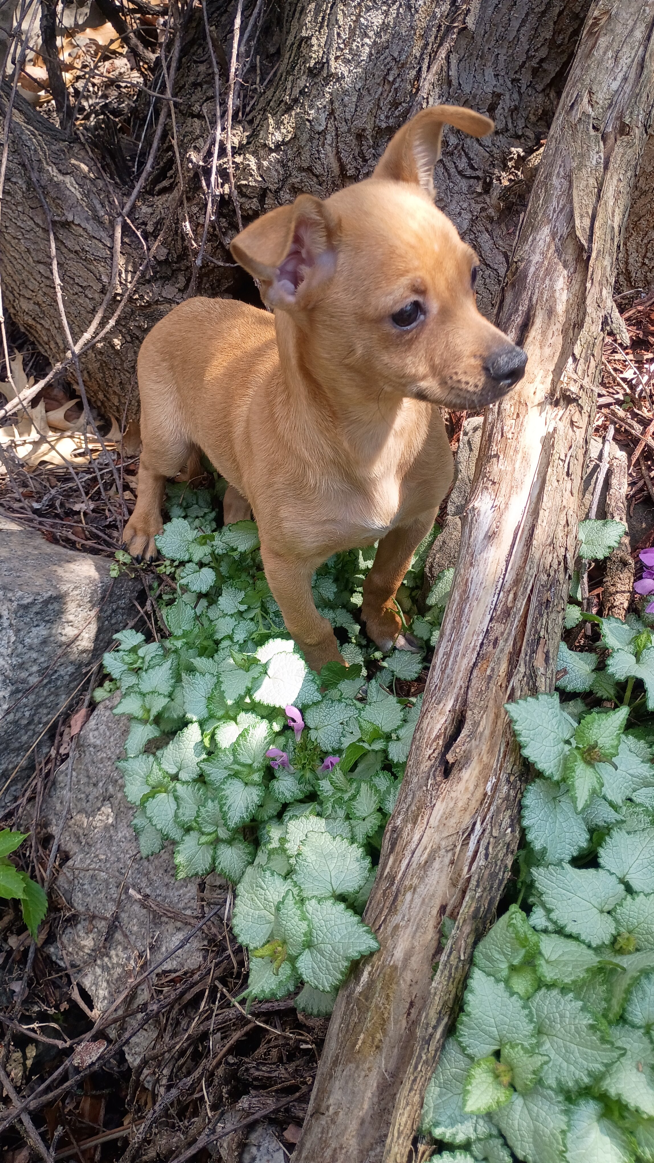 male Beagle Chihuahua mix pup image 1