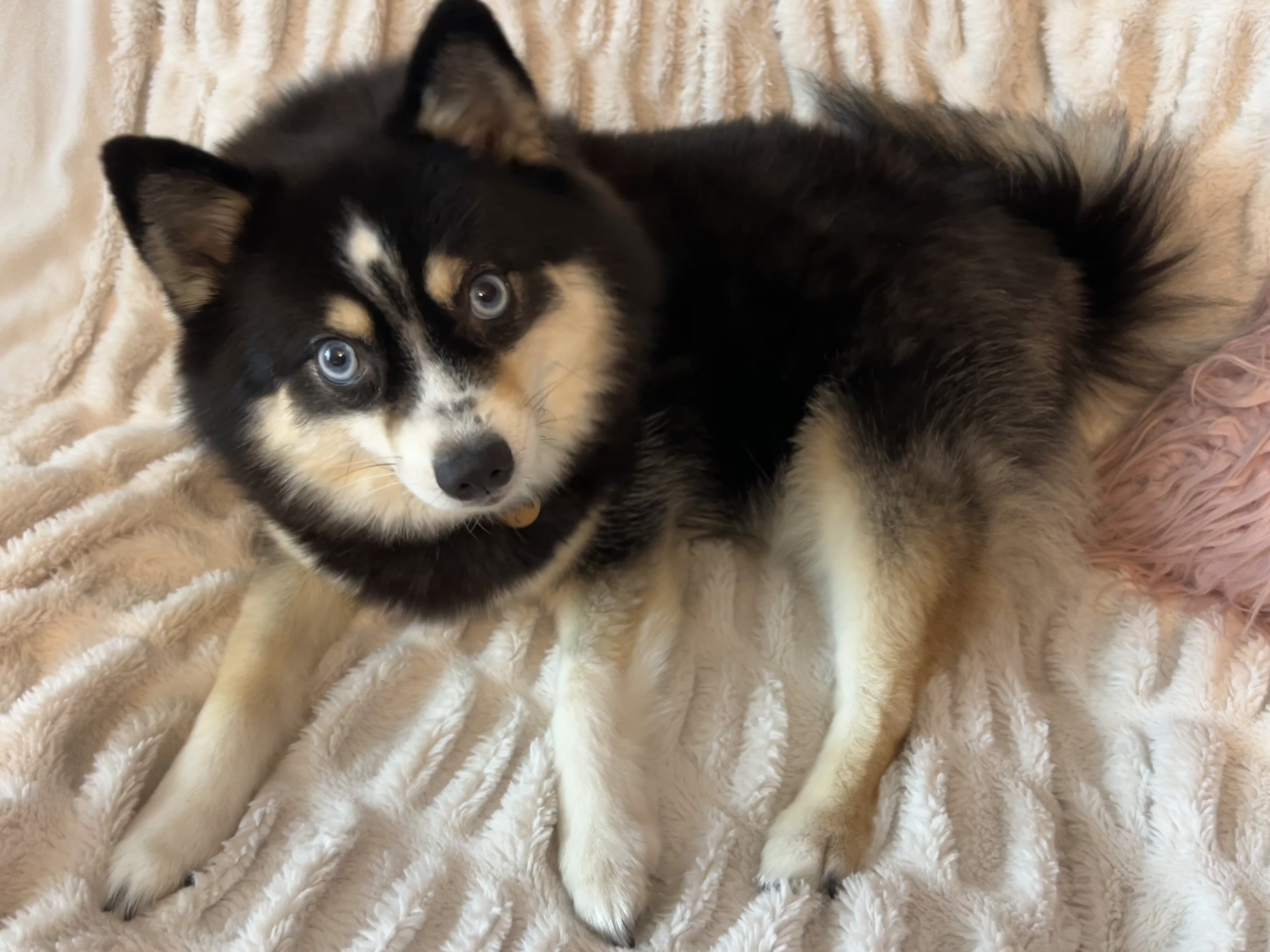 F4 blue eyed Mini Pomsky boy image 4