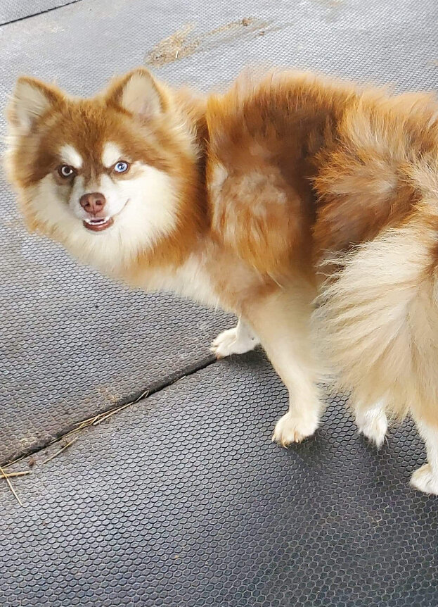 F4 blue eyed Mini Pomsky boy image 5