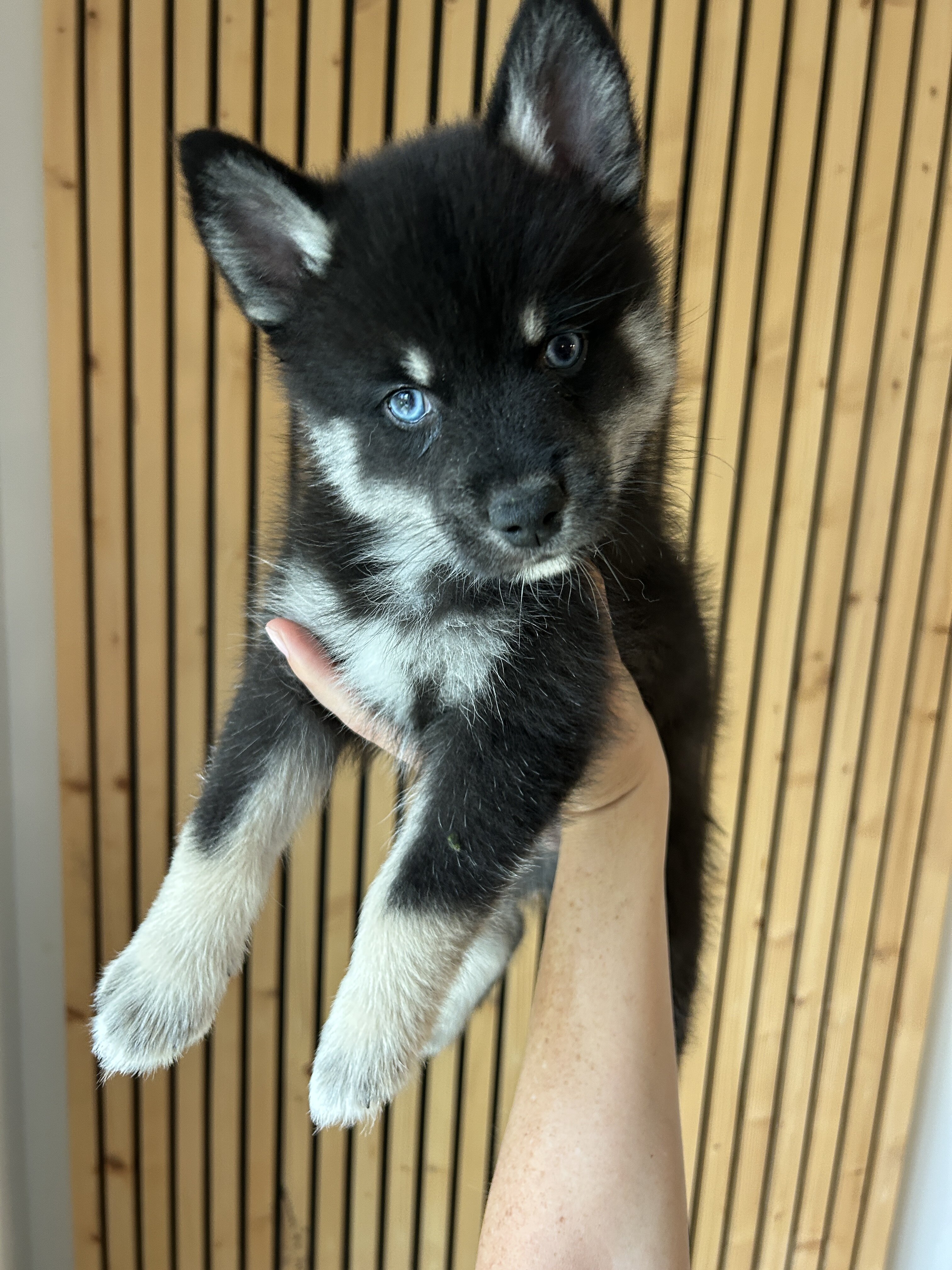 F4 blue eyed Mini Pomsky boy image 2