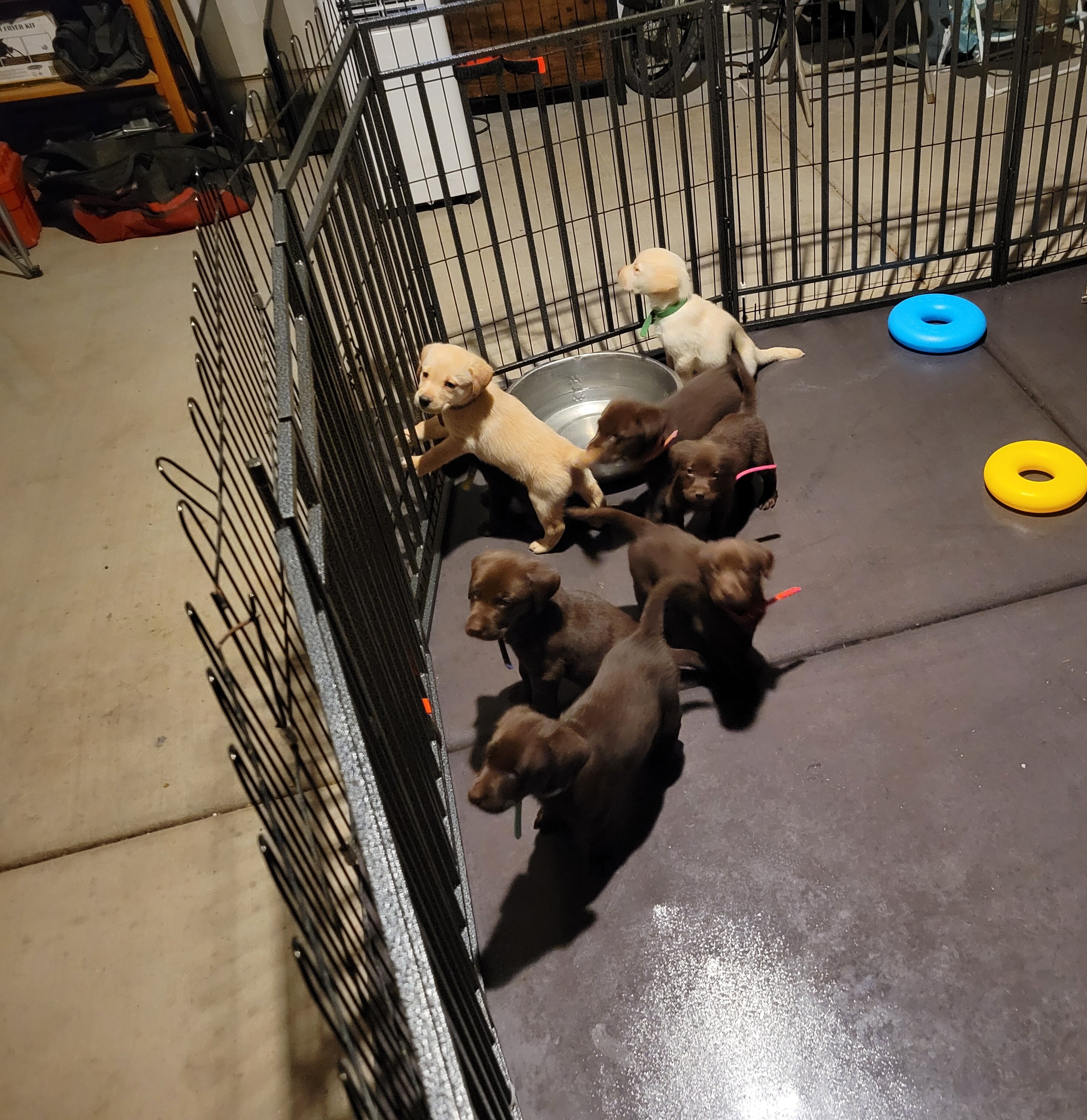 Labrador Retriever Pups image 1