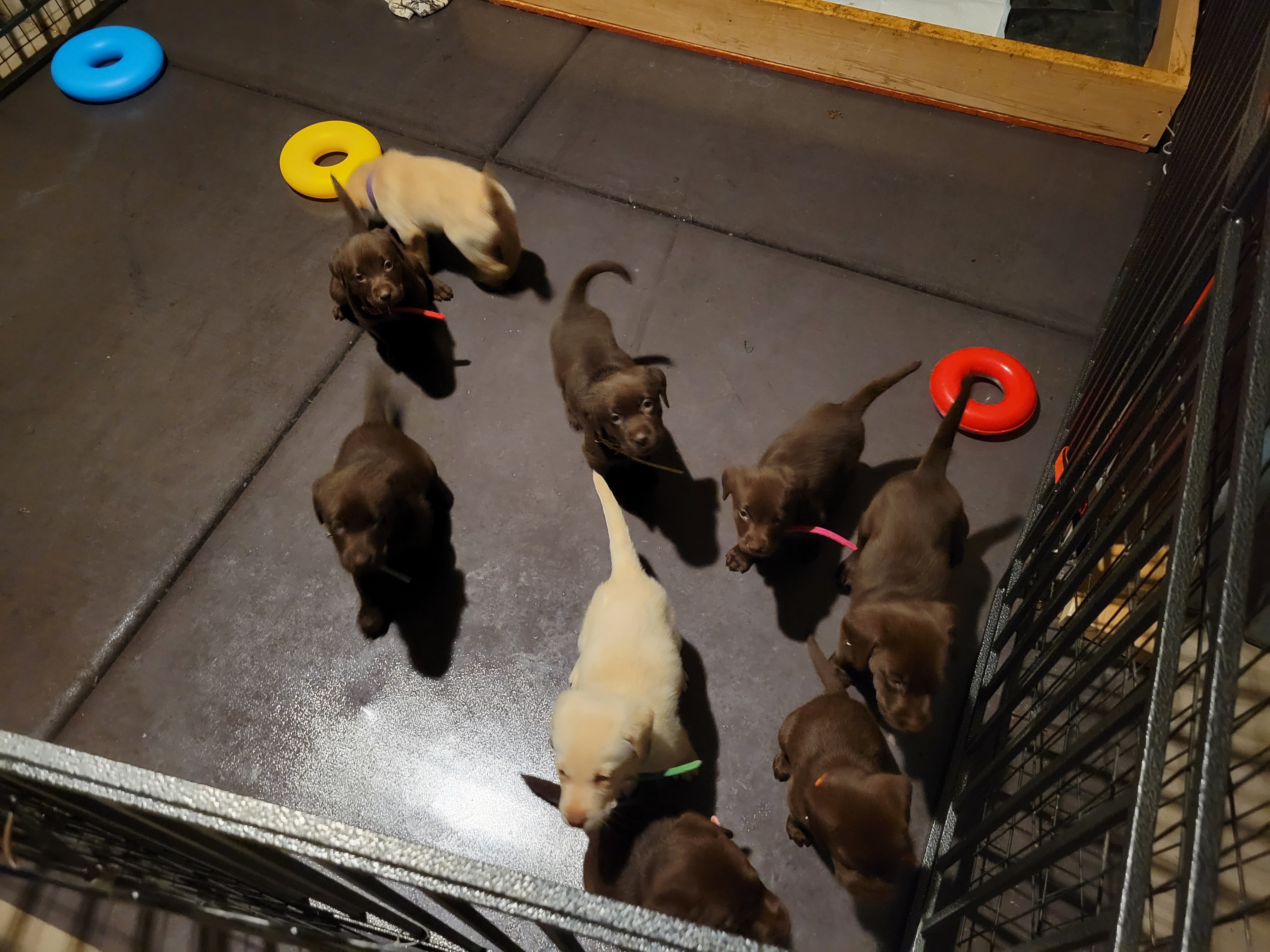 Labrador Retriever Pups image 3