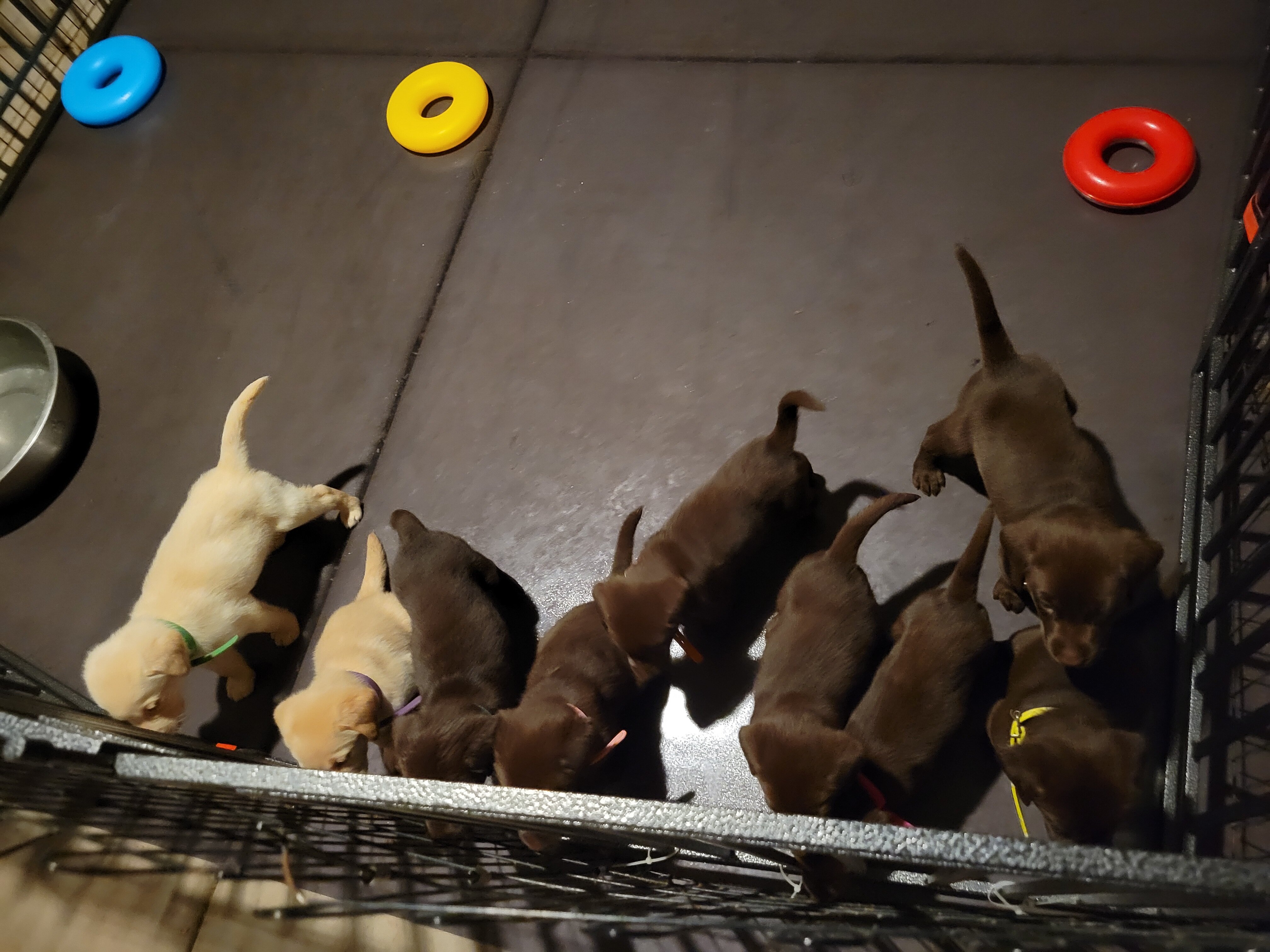Labrador Retriever Pups image 6