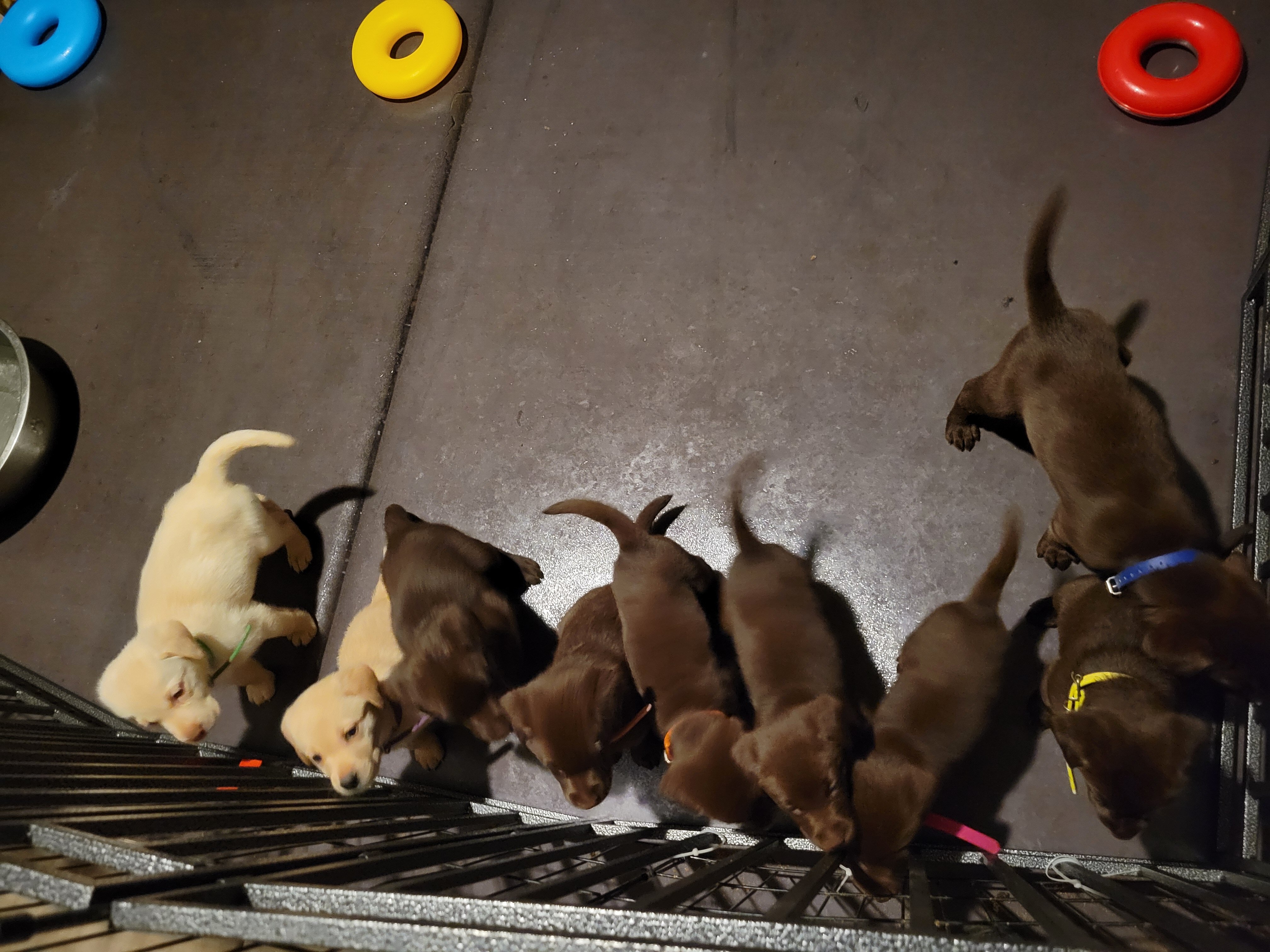 Labrador Retriever Pups image 2