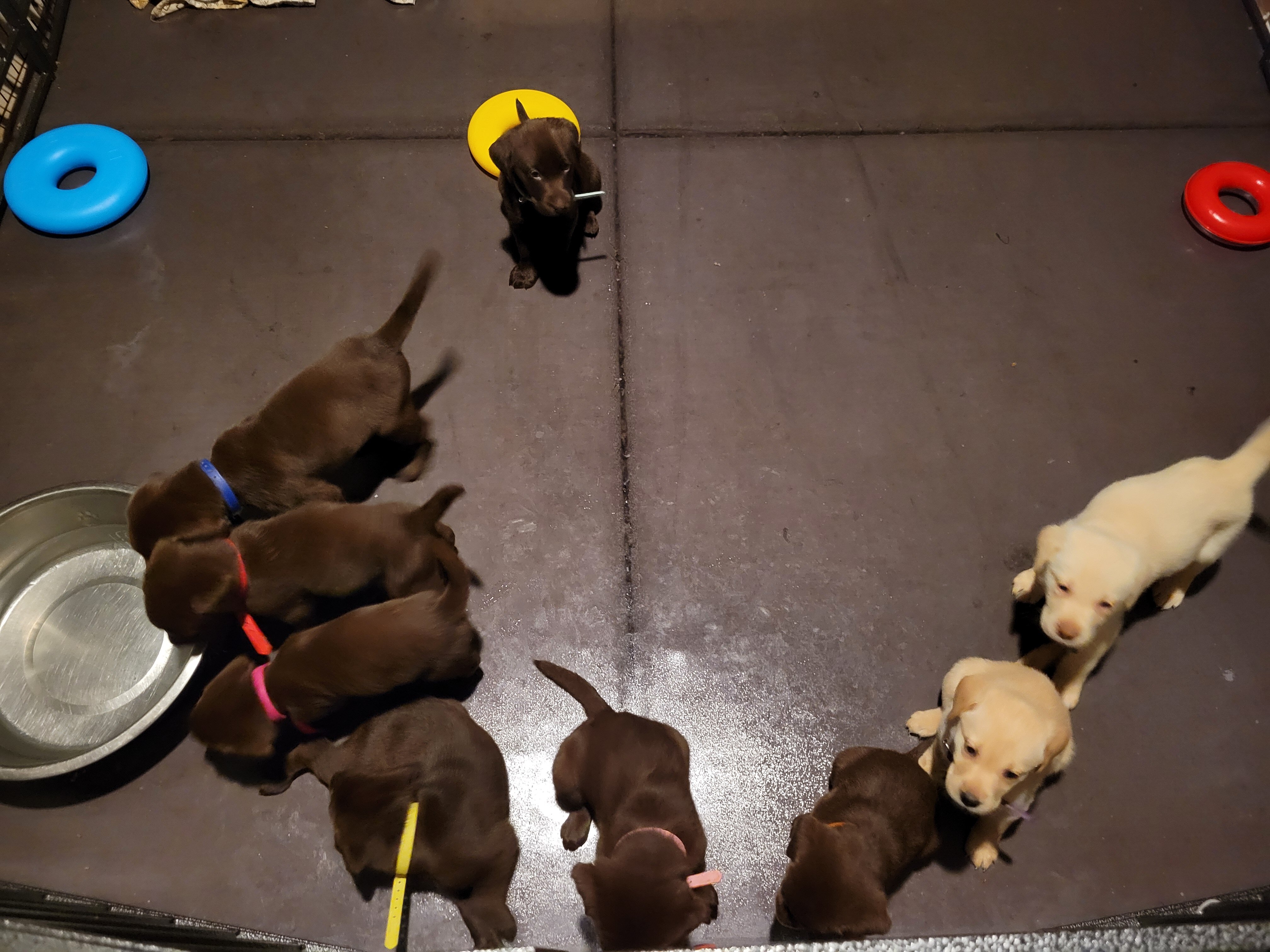 Labrador Retriever Pups image 4