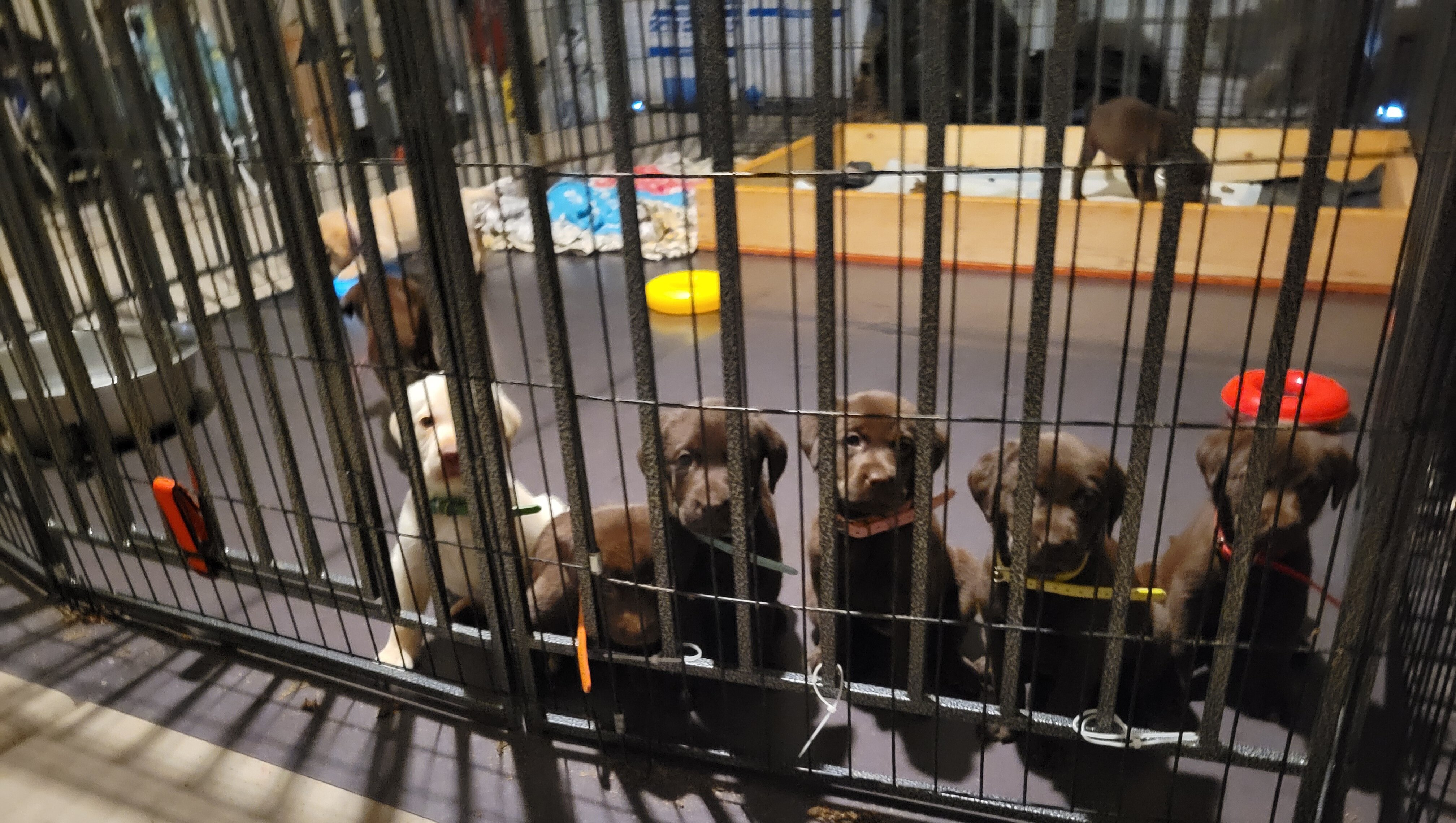 Labrador Retriever Pups image 5