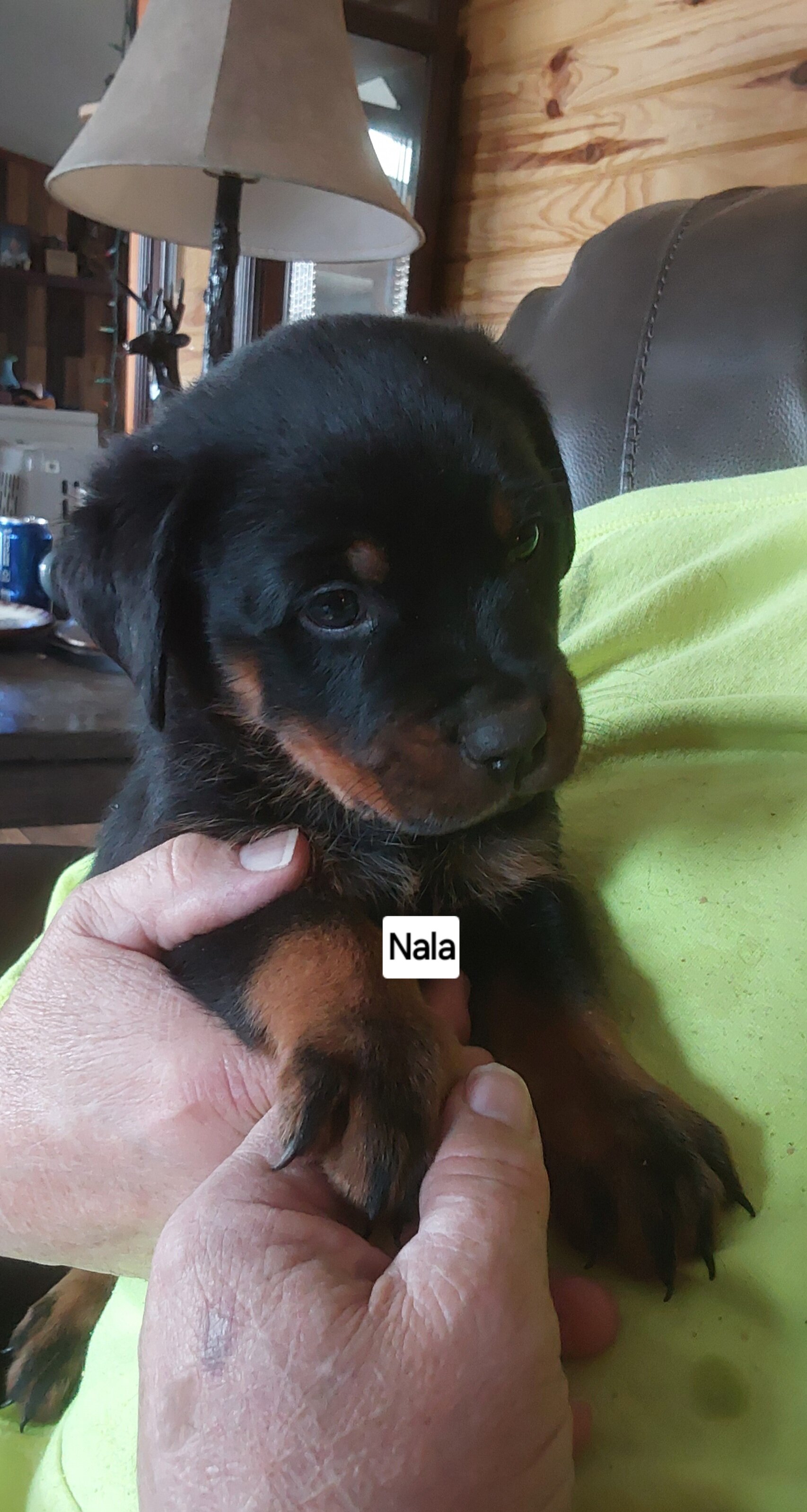 AKC  Rottweiler Puppies image 9