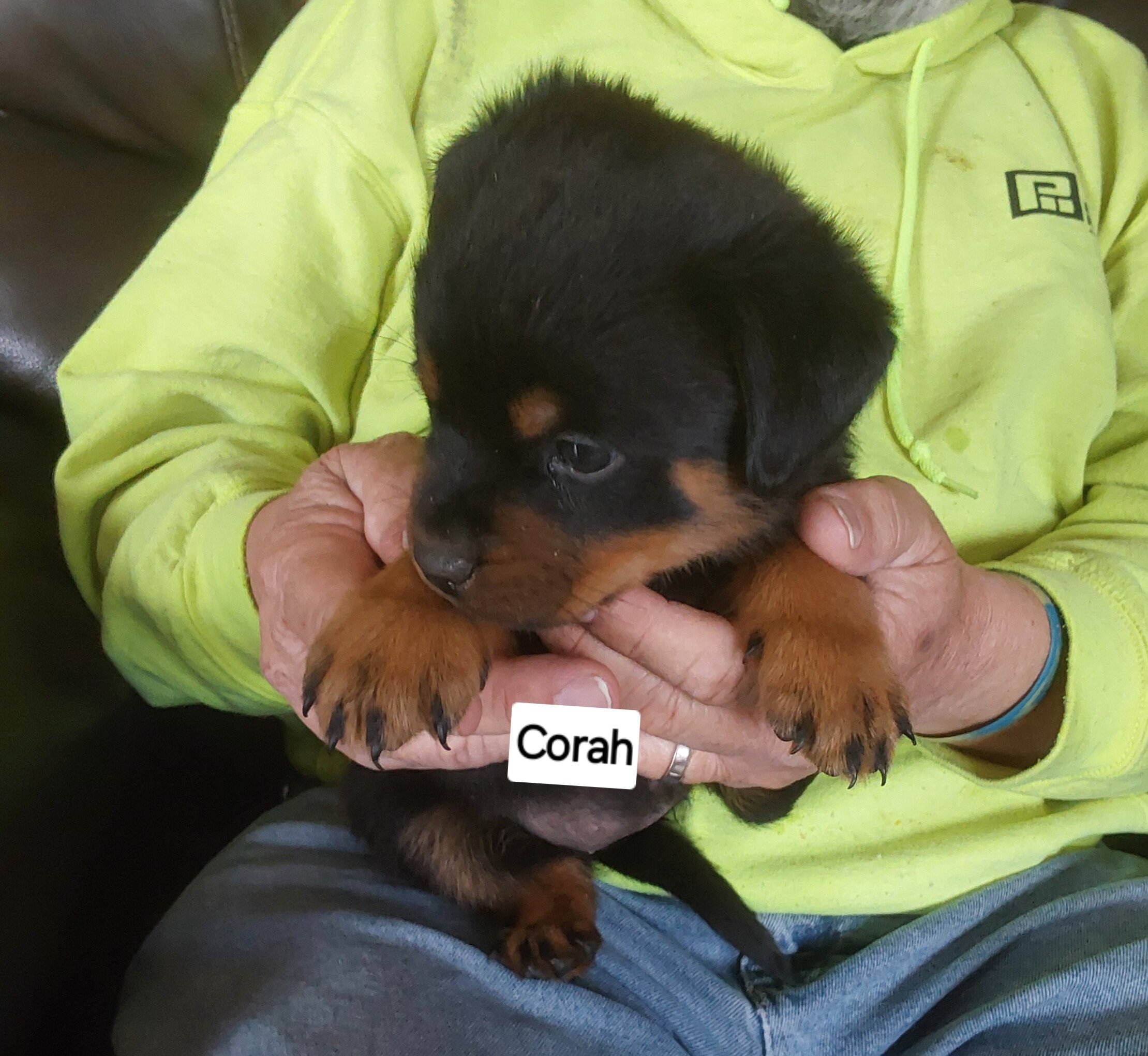 AKC  Rottweiler Puppies image 7