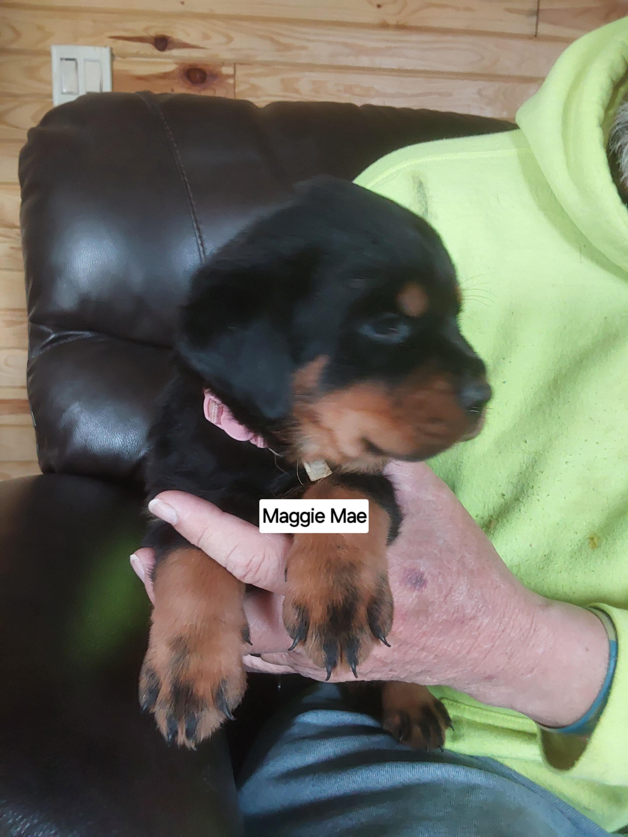 AKC  Rottweiler Puppies image 6