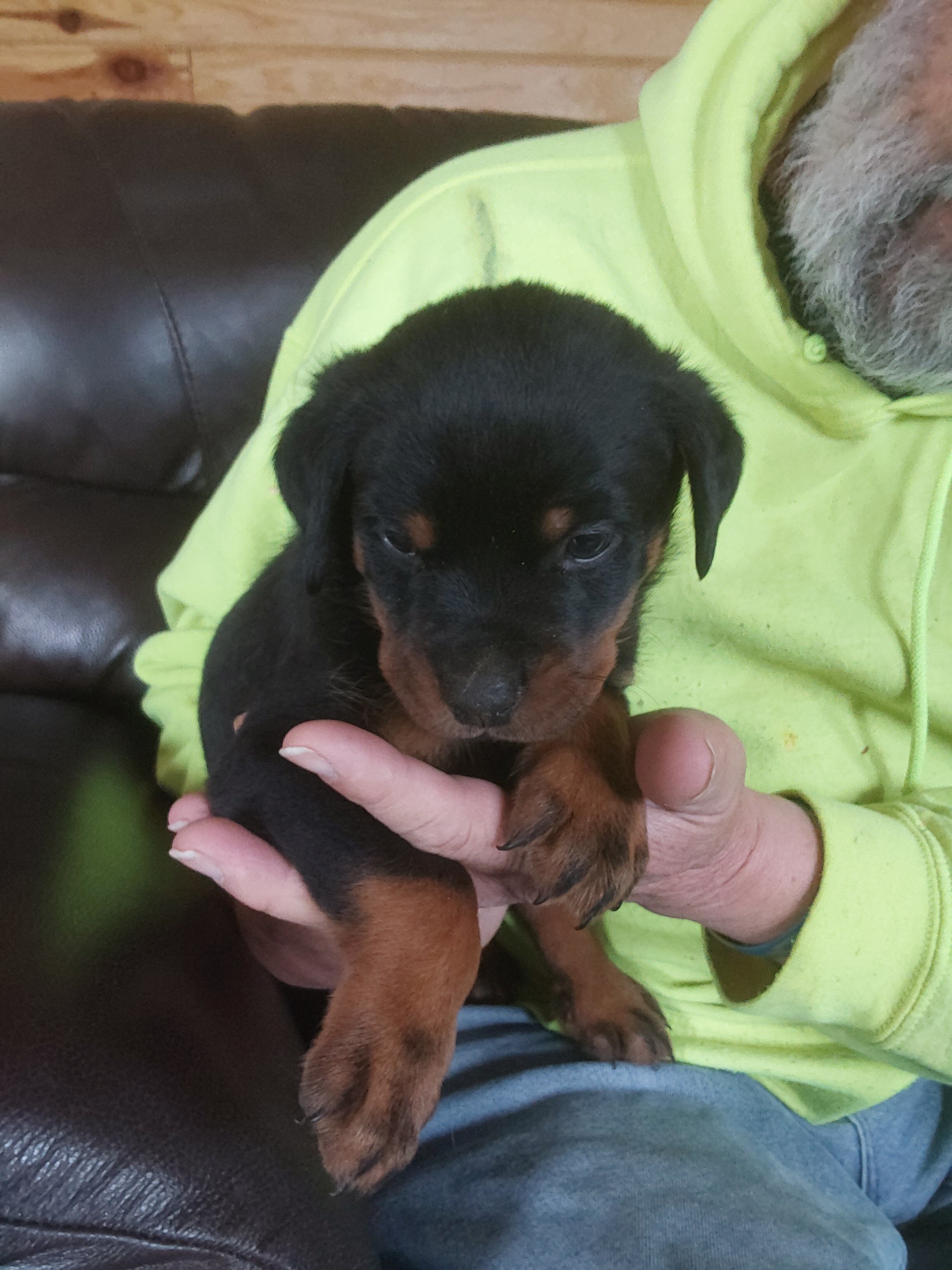 AKC  Rottweiler Puppies image 8