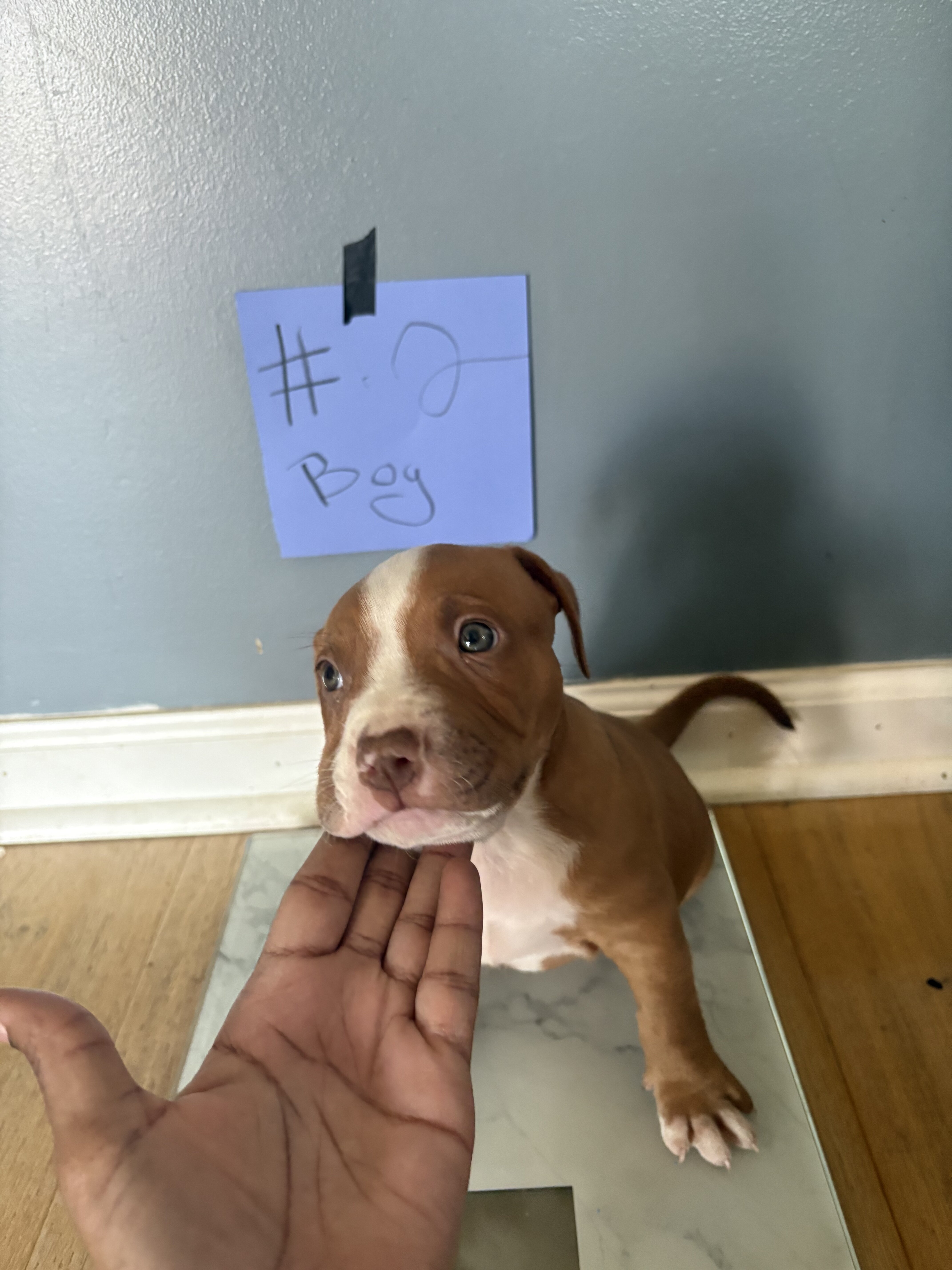 Pit bull puppies image 1