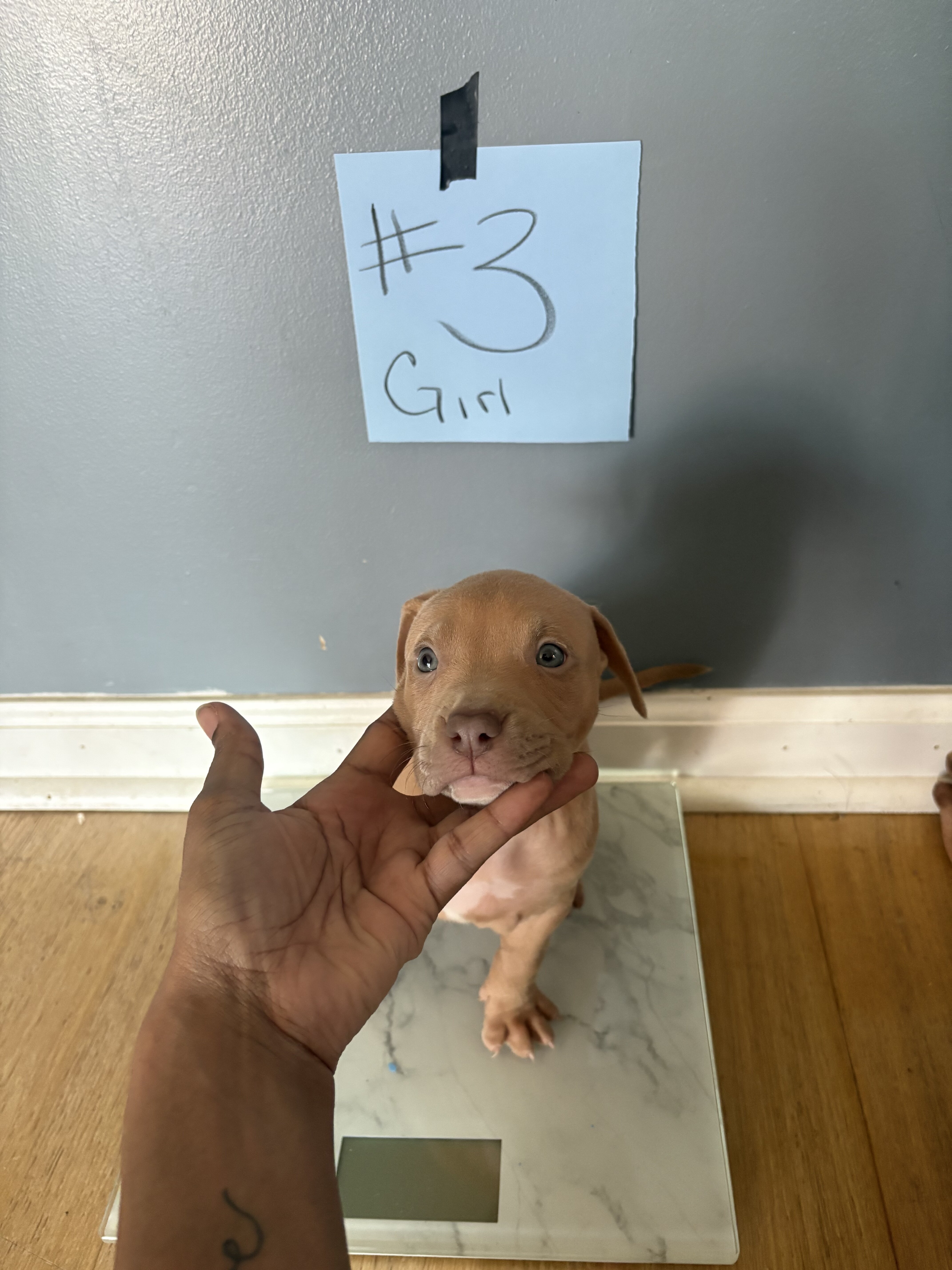 Pit bull puppies image 2