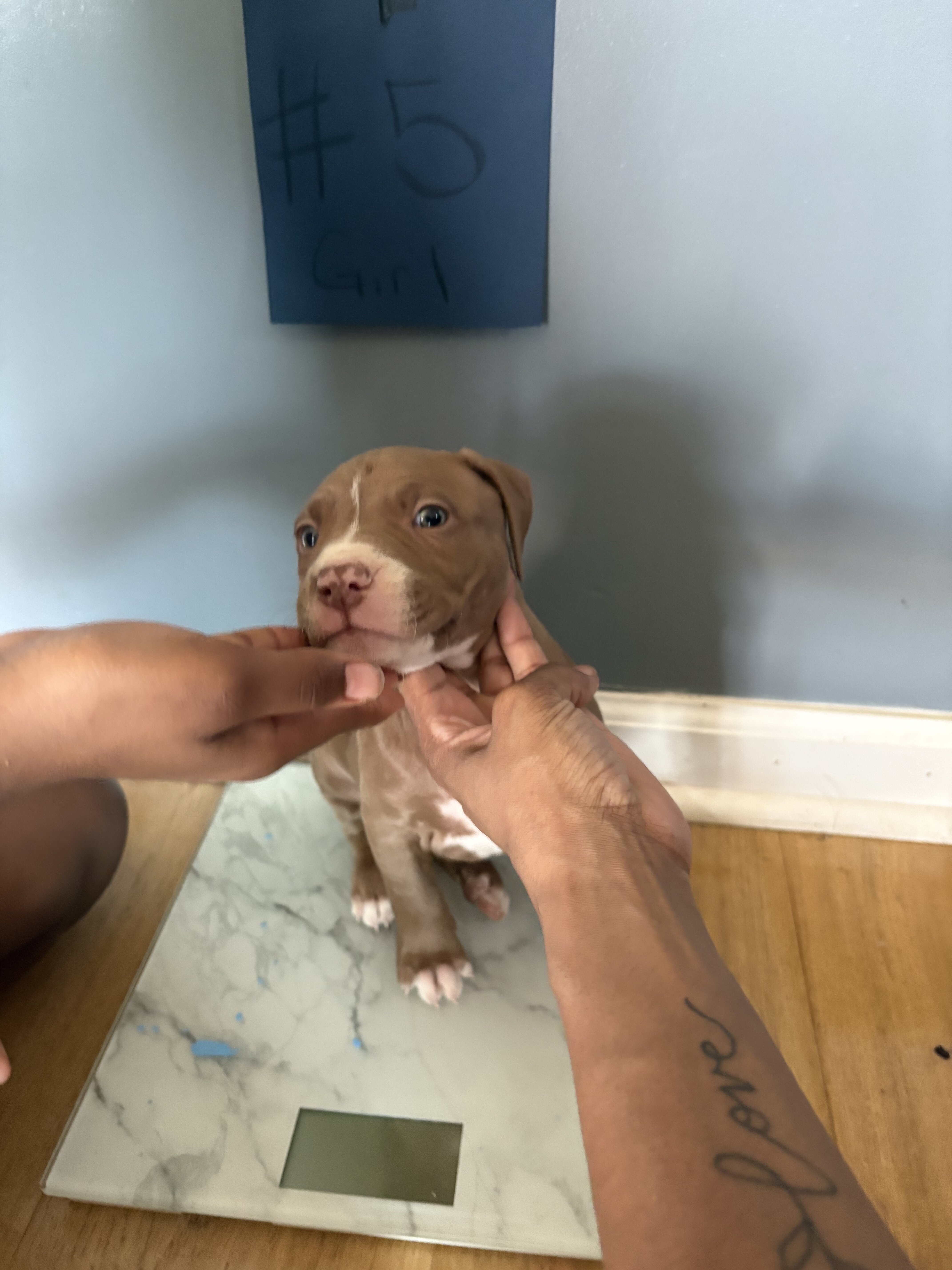 Pit bull puppies image 4