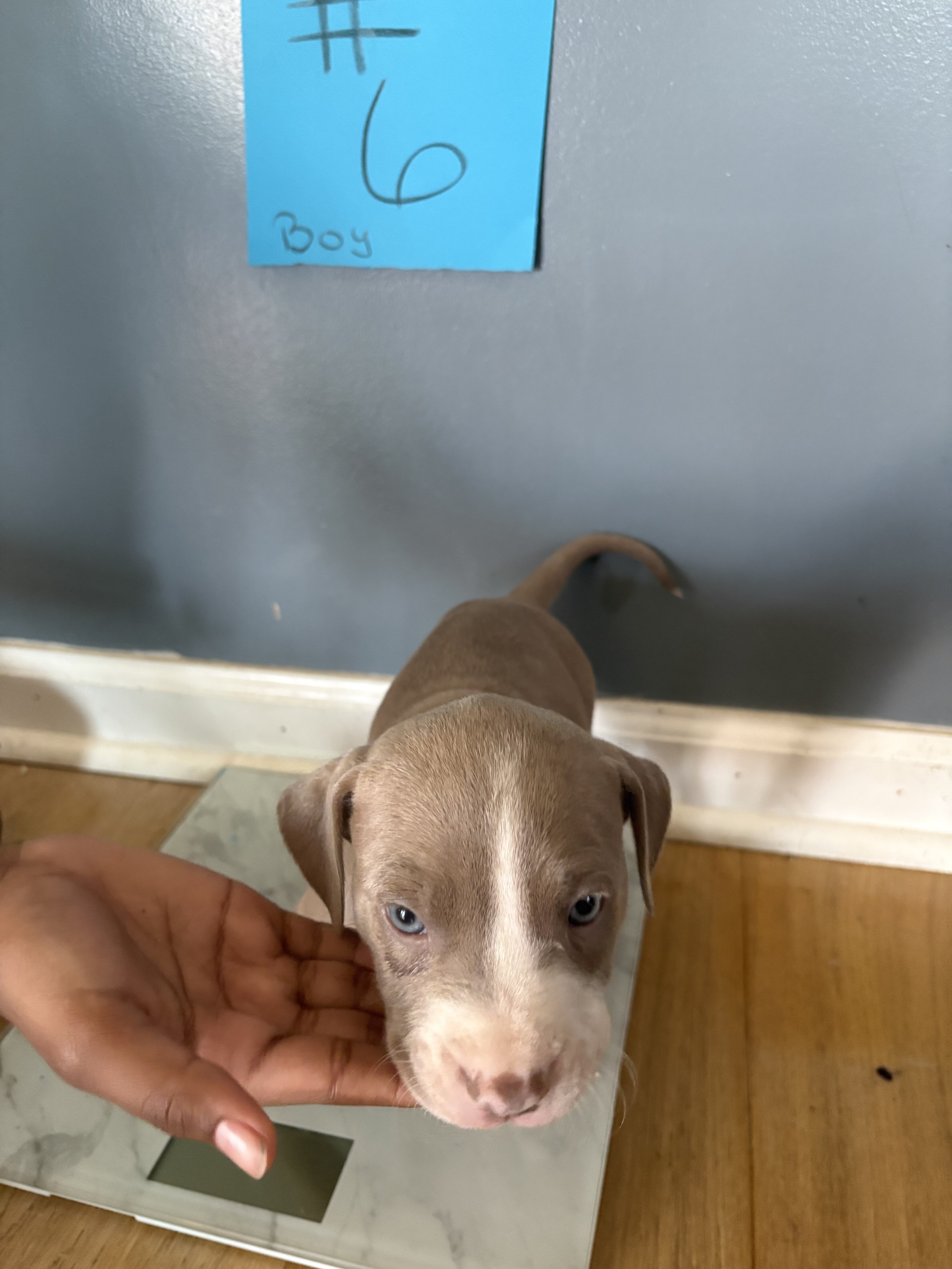 Pit bull puppies image 5