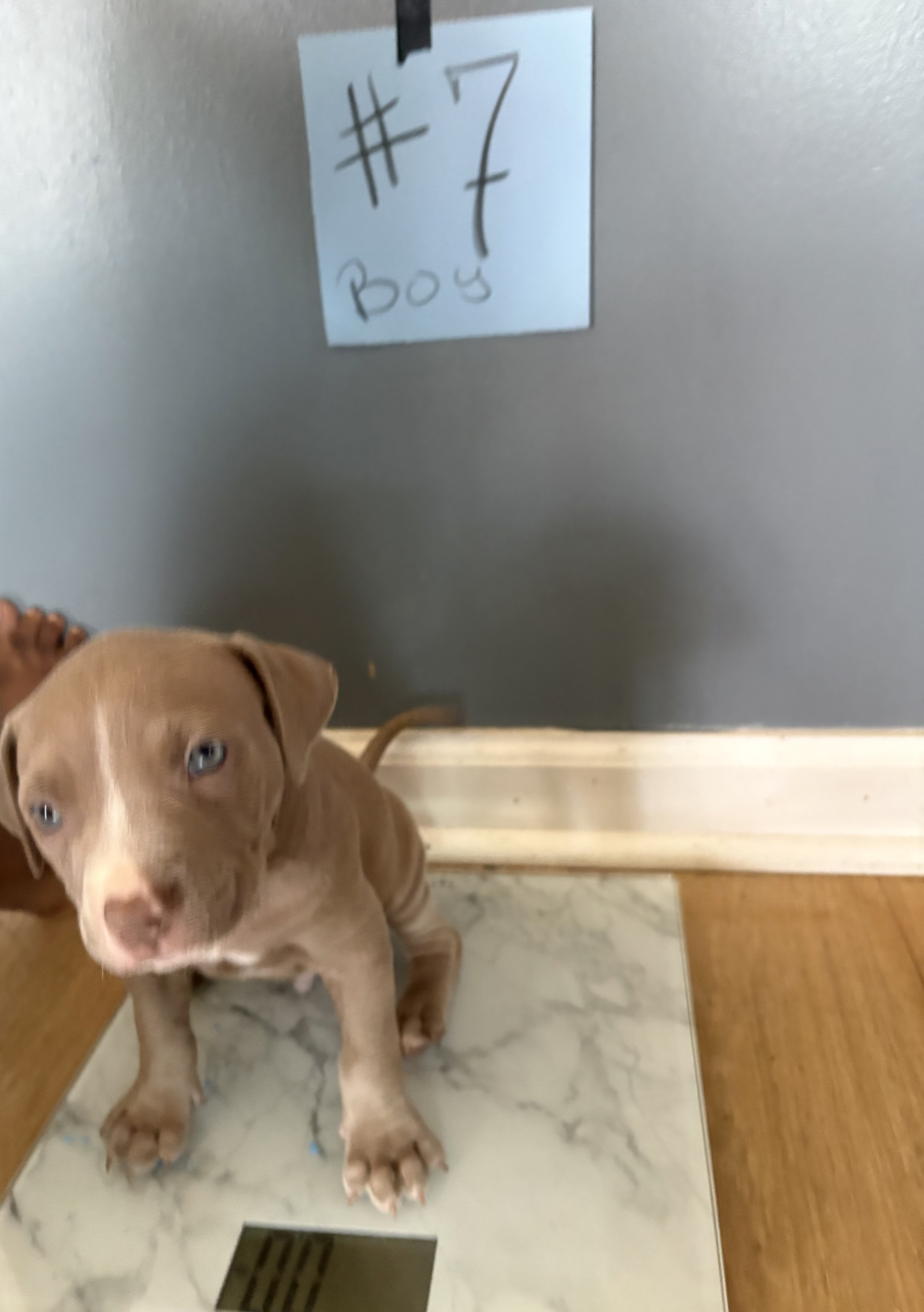 Pit bull puppies image 6