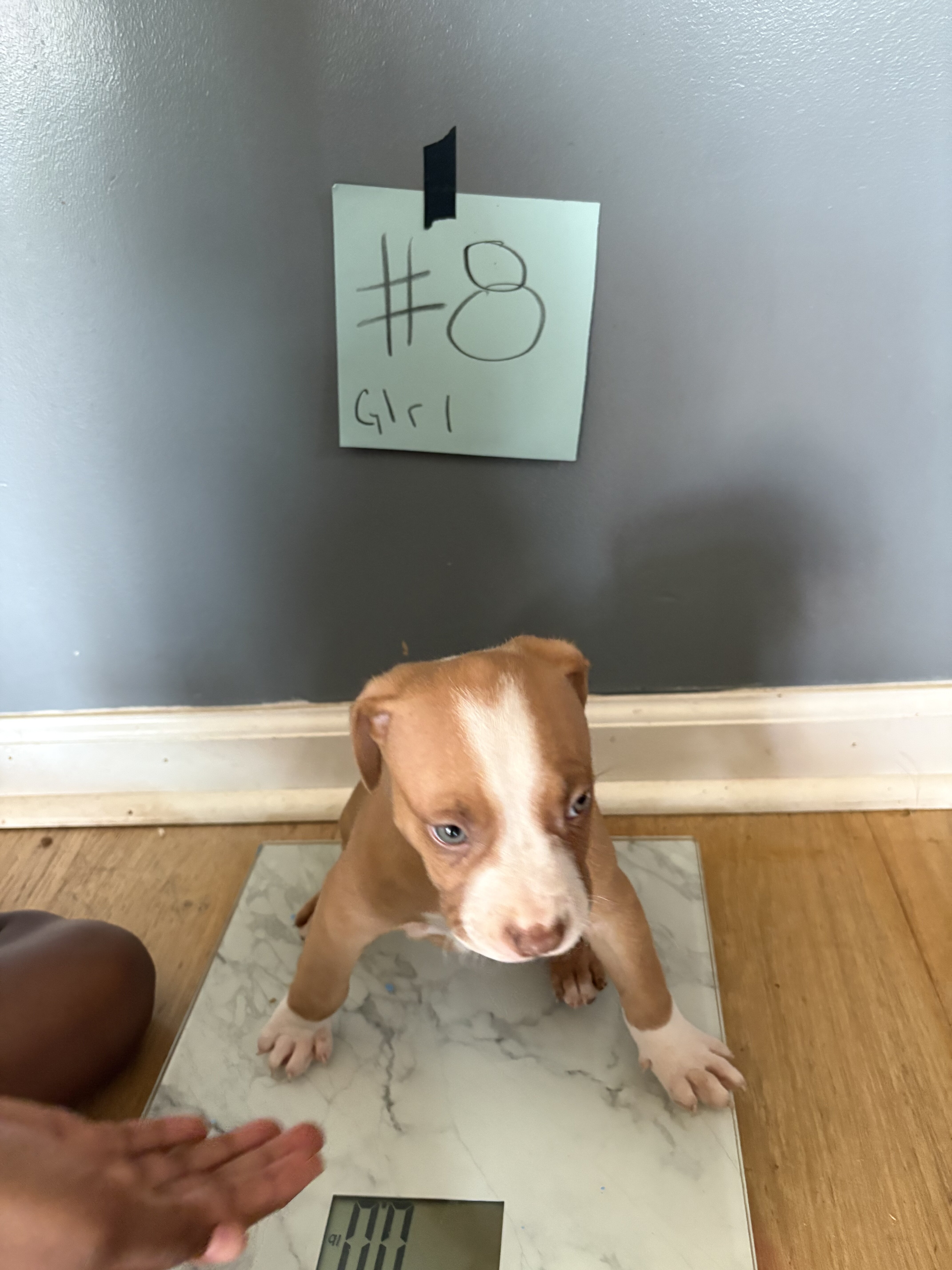 Pit bull puppies image 7