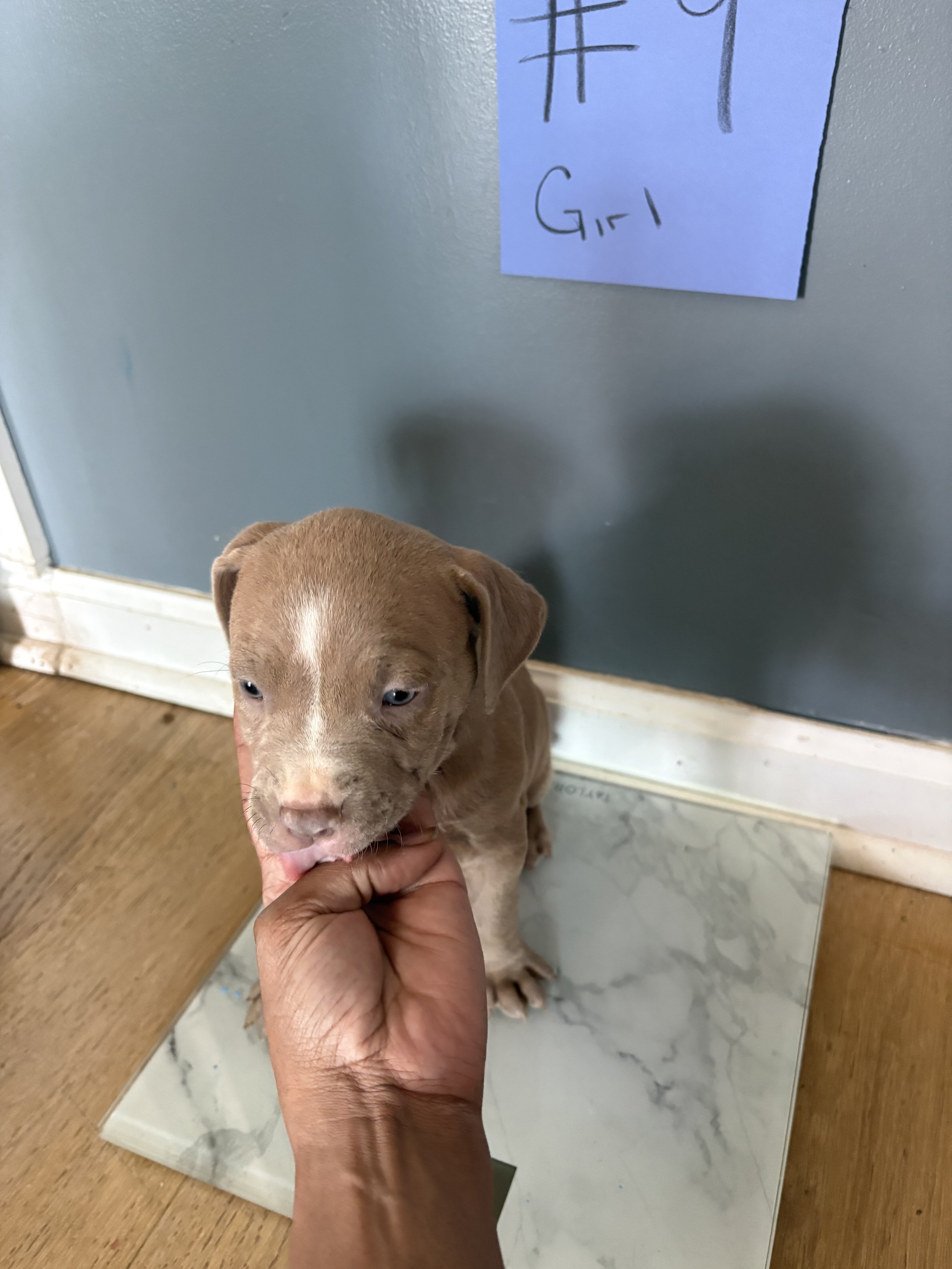 Pit bull puppies image 8