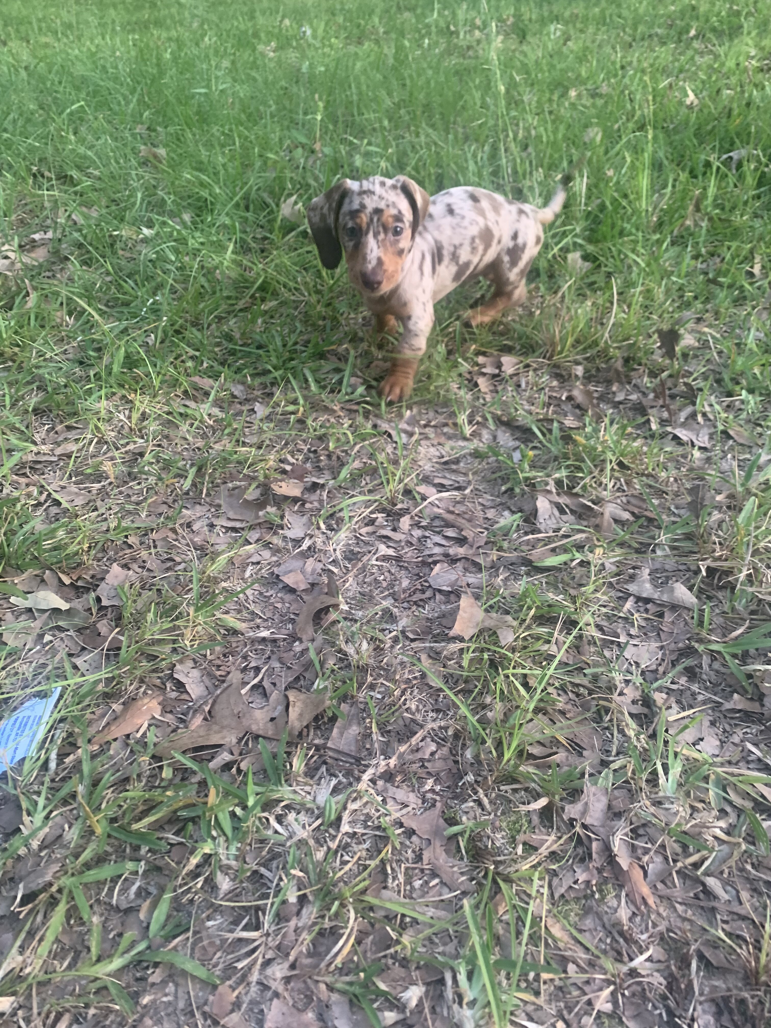 Daschund puppy image 3