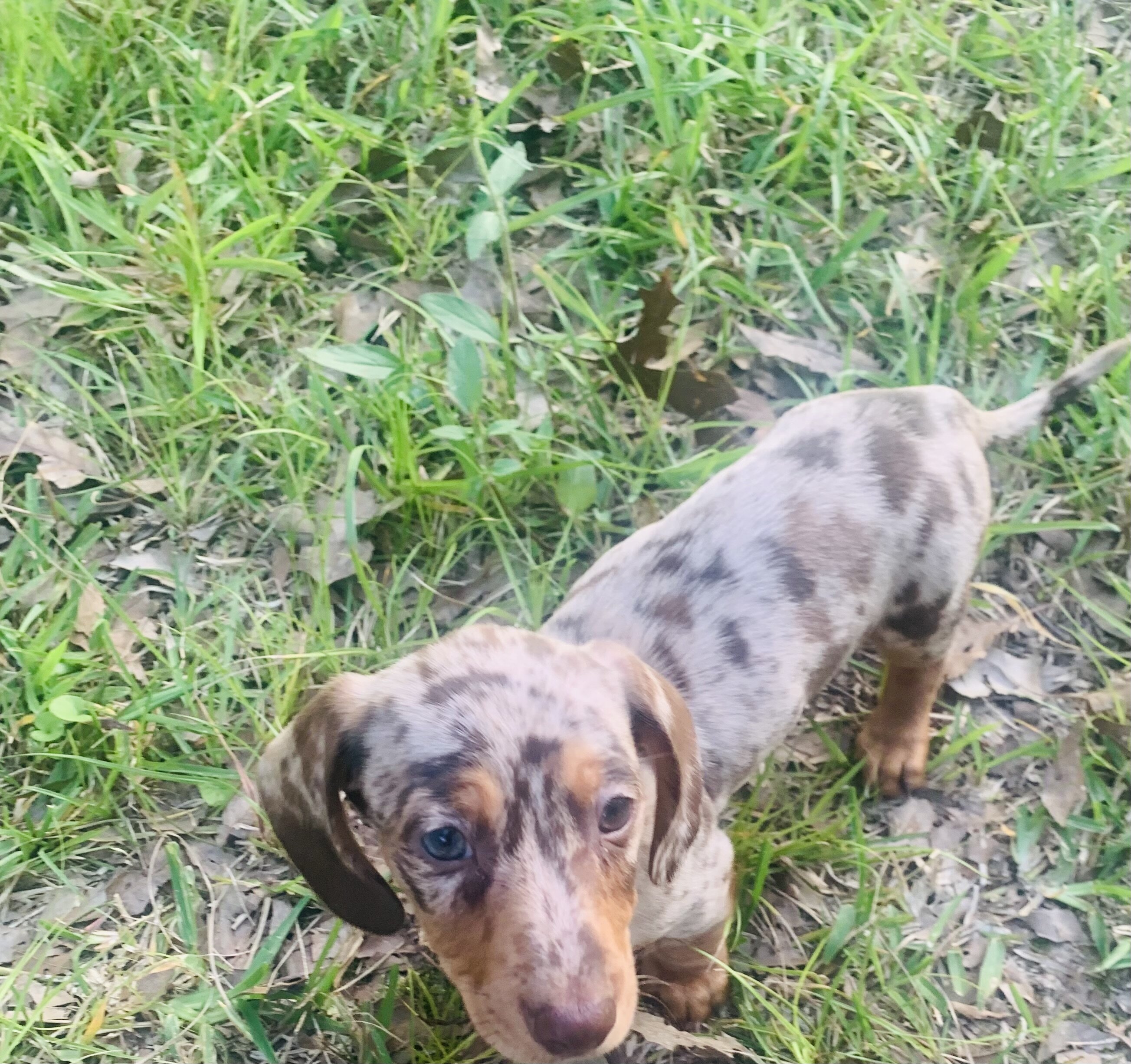 Daschund puppy image 1