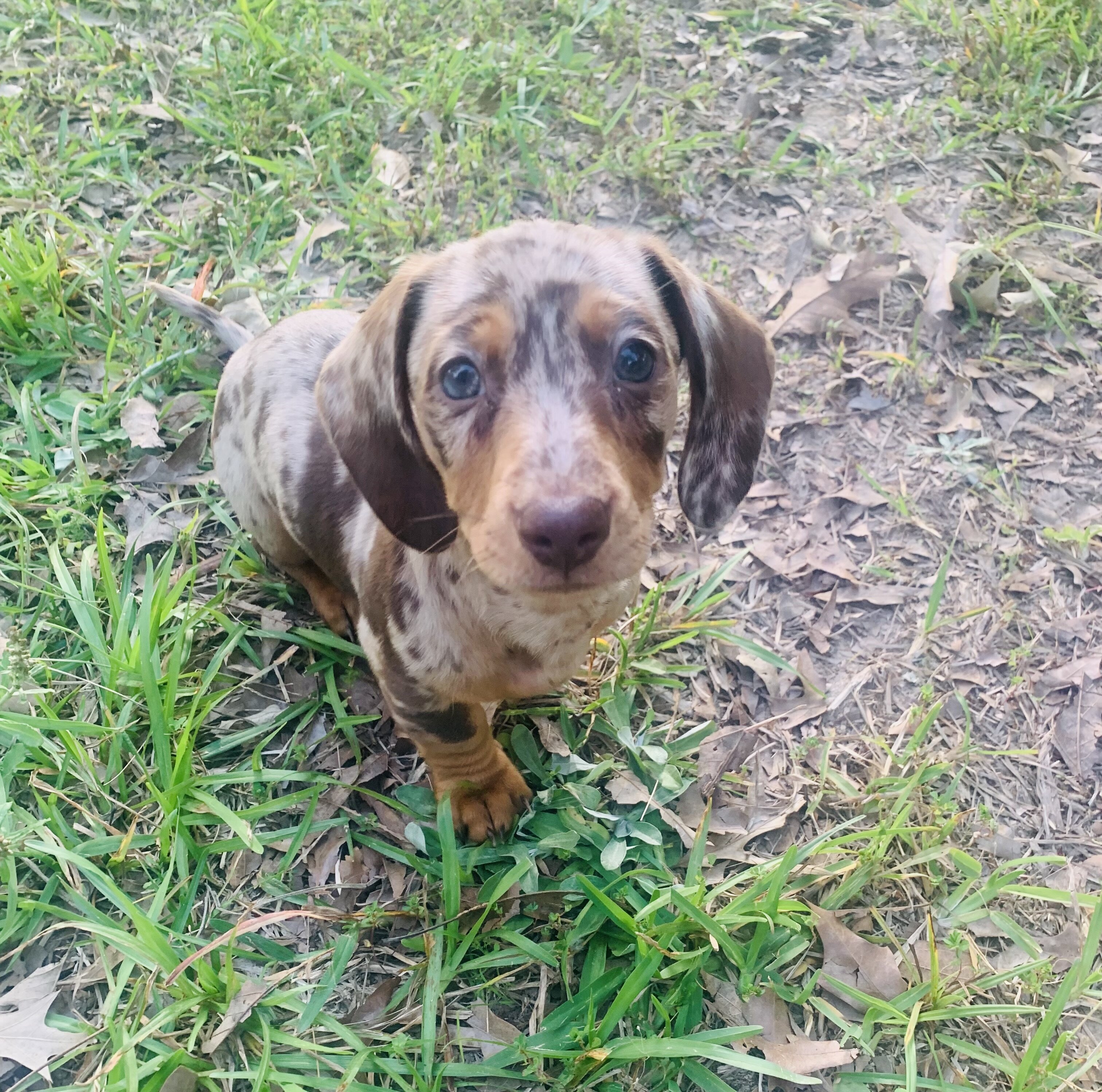 Daschund puppy image 2
