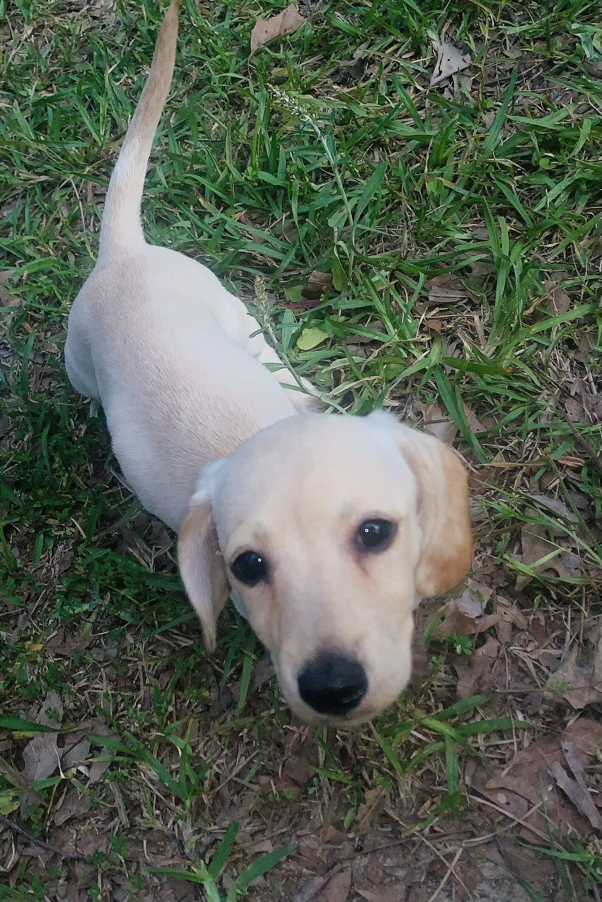 Dachshund girl image 1