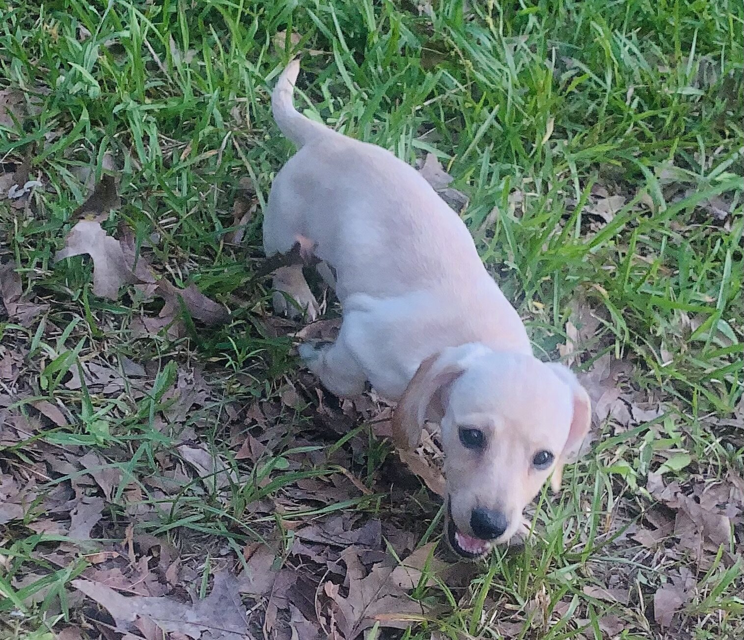 Dachshund girl image 2
