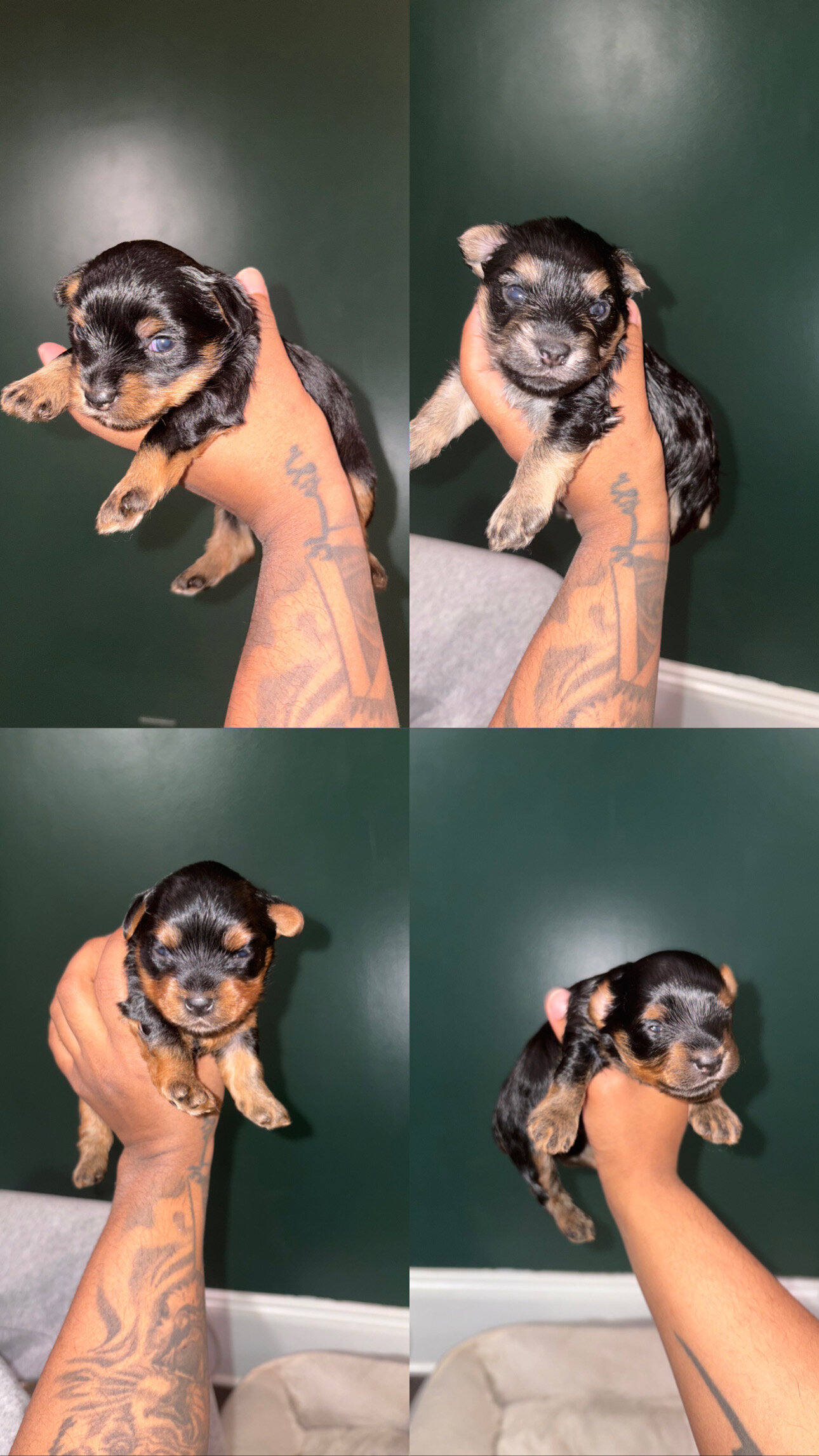 Yorkie puppies image 1