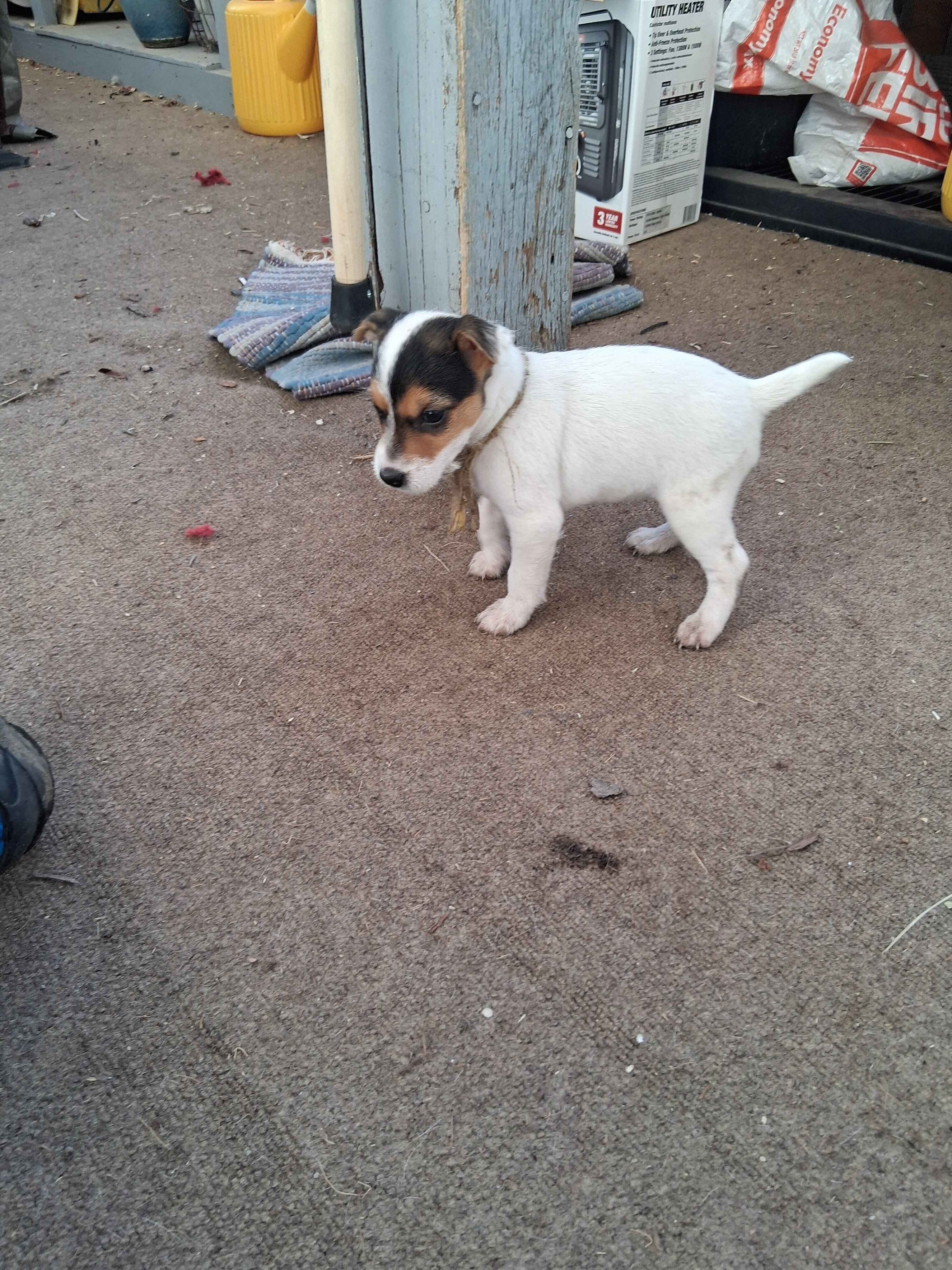 Jack Russell Puppies image 2
