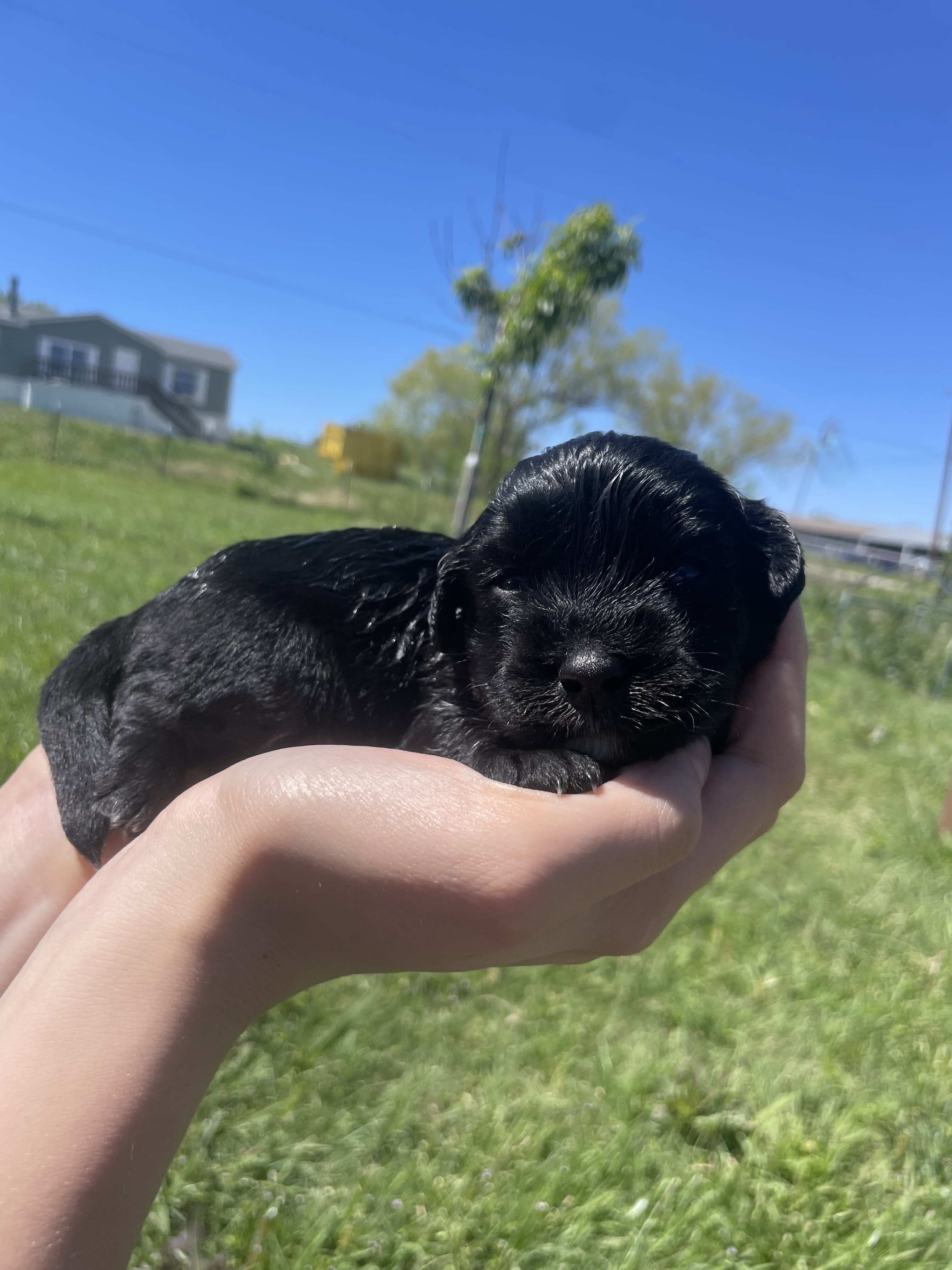 Mini Aussiedoodle image 1