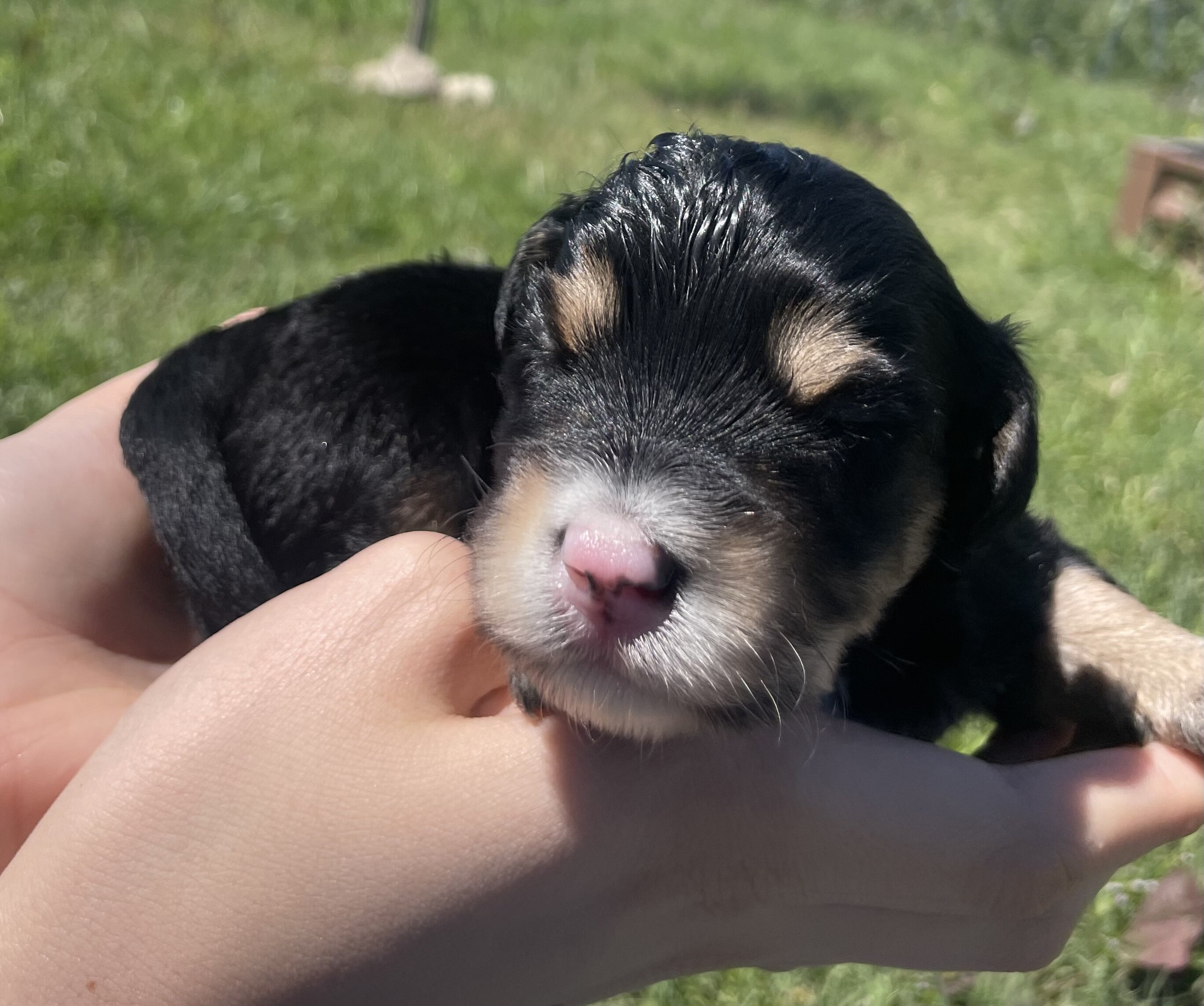 Male Mini Aussiedoodle image 1