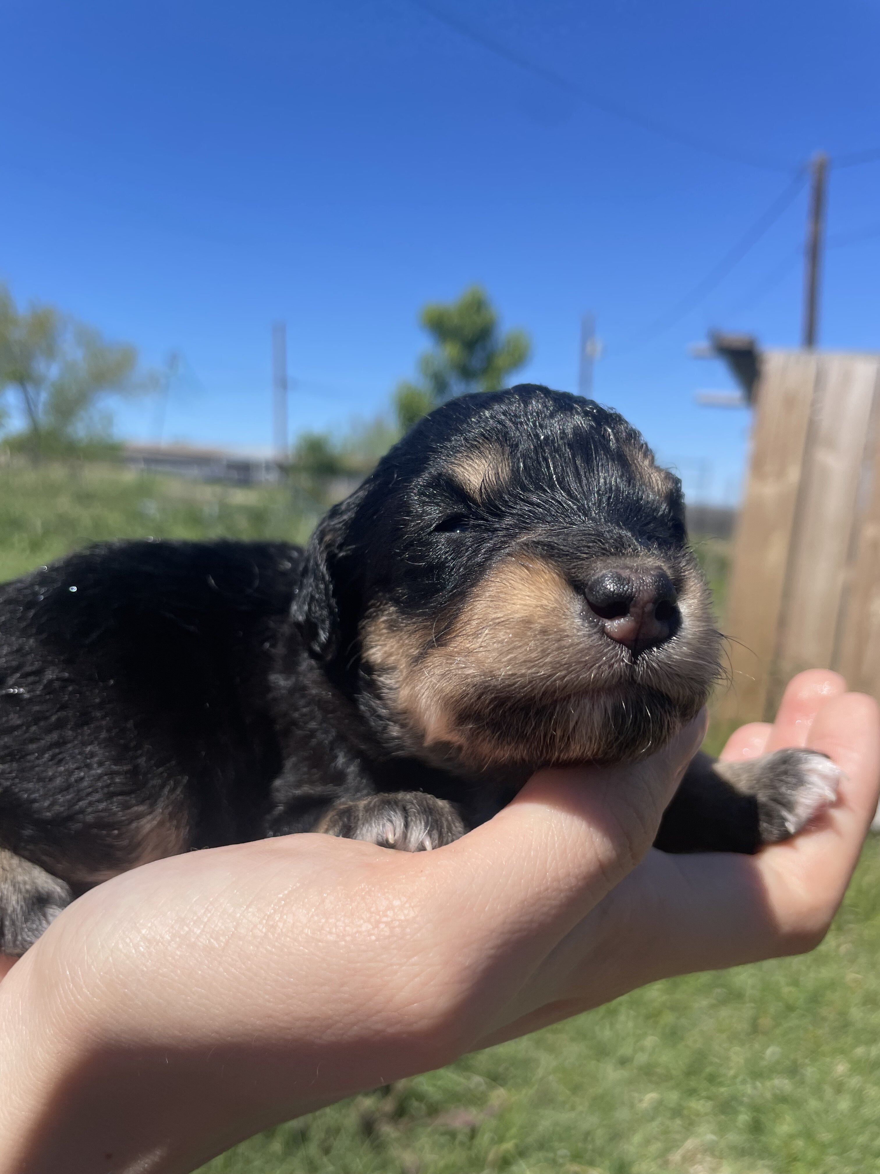 Female mini Aussiedoodle image 1