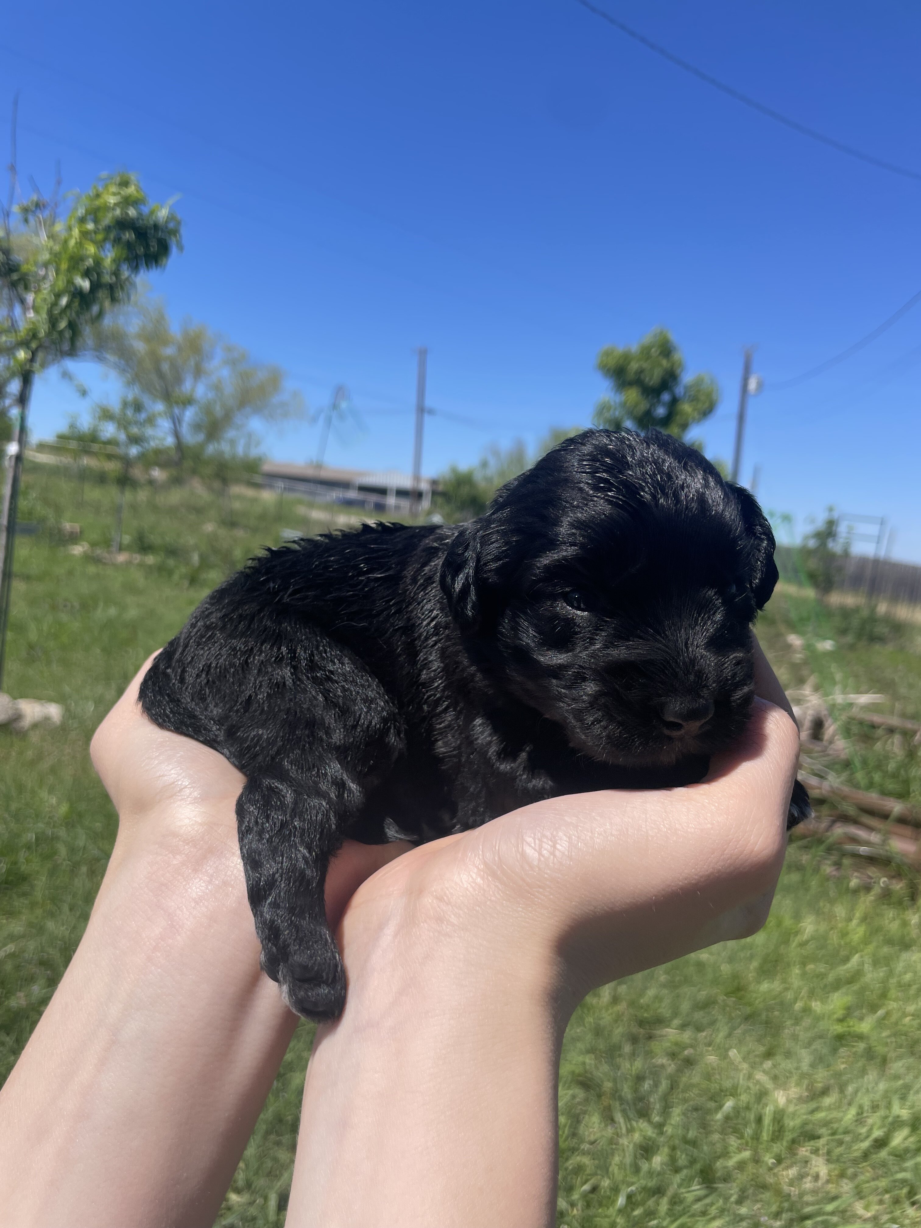 Mini Aussiedoodle female image 1
