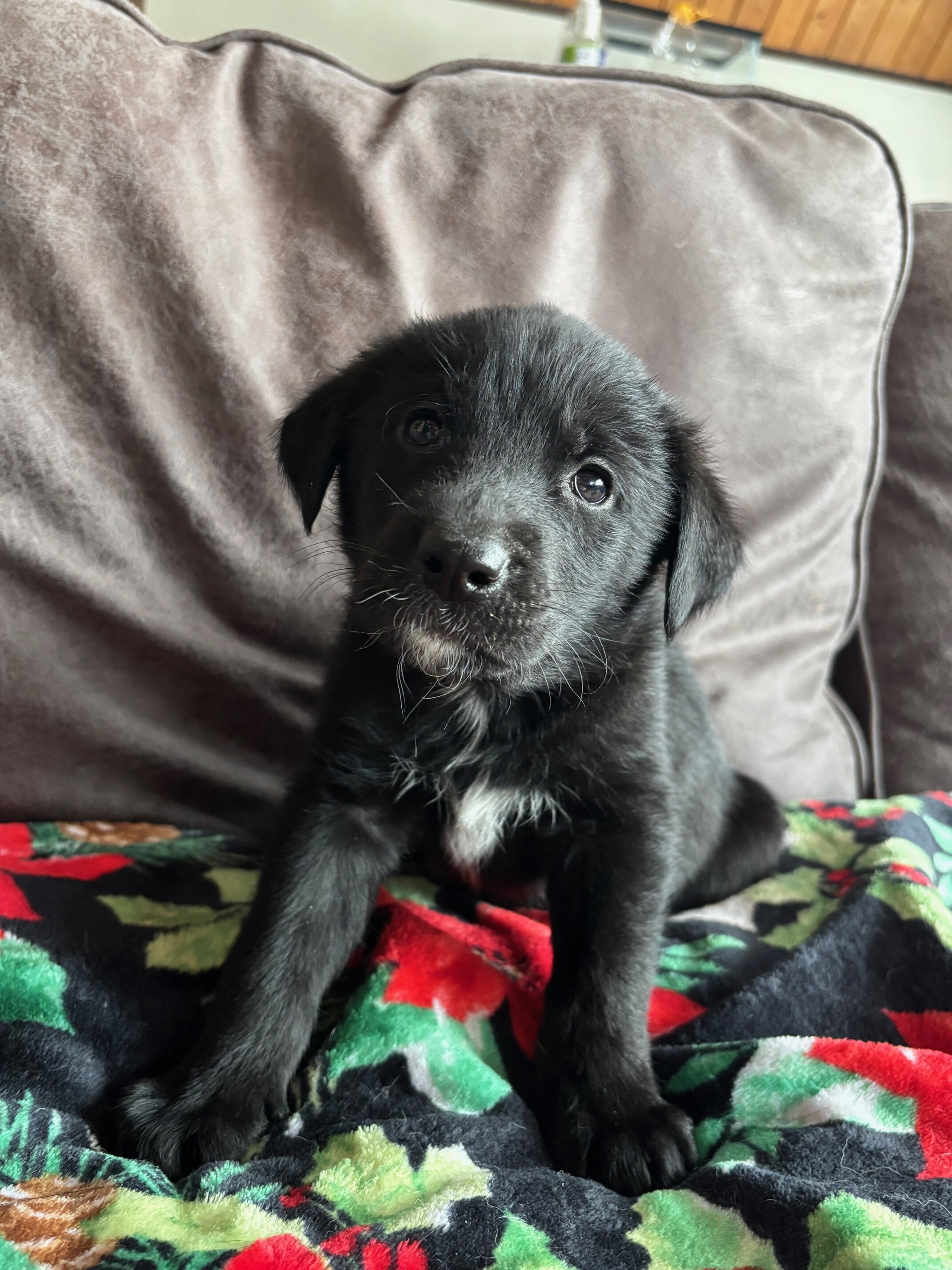 Lab/White husky mix puppies image 3