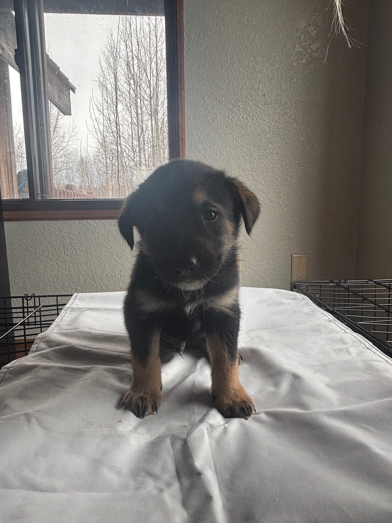 Lab/White husky mix puppies image 2