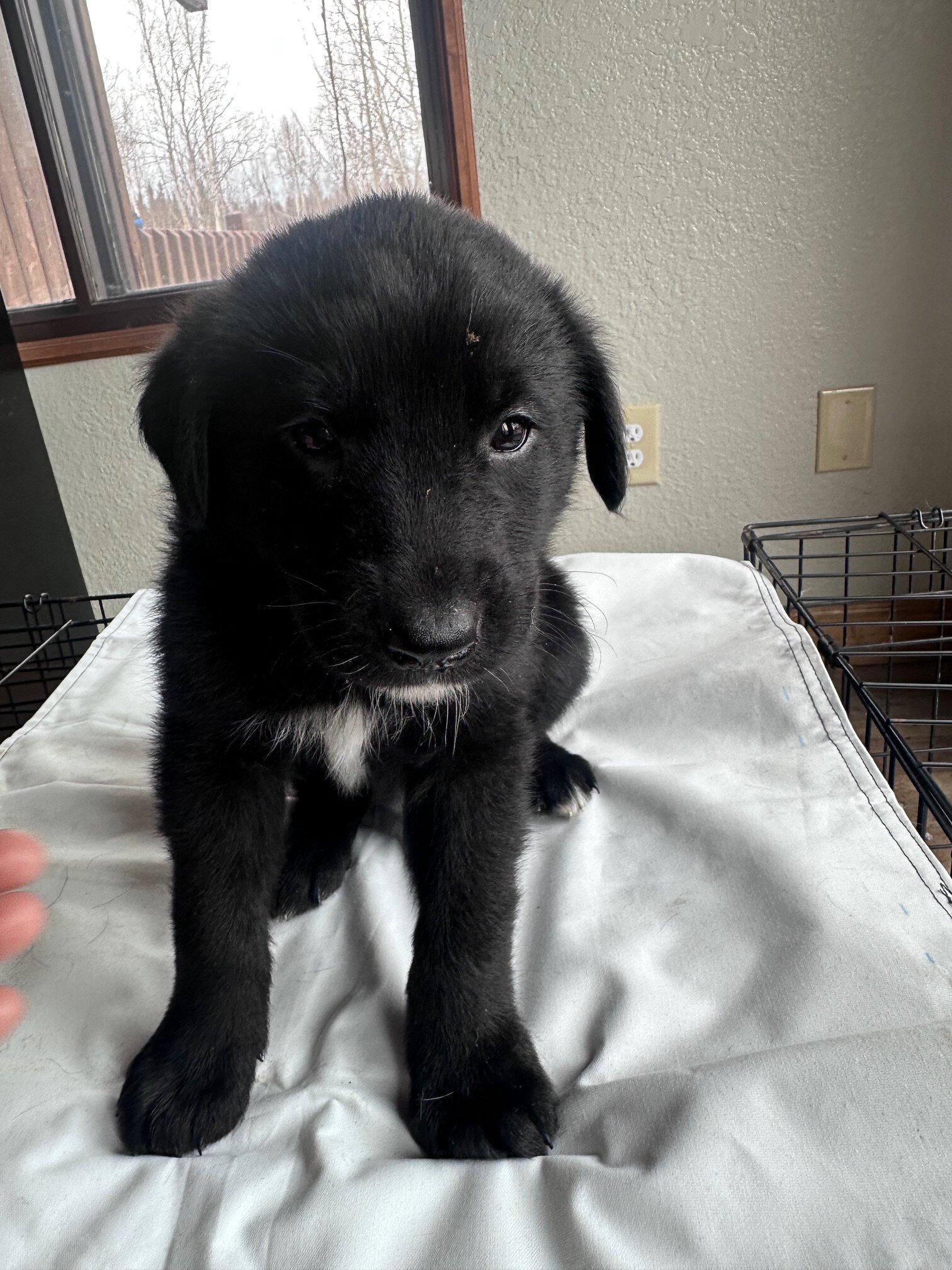 Lab/White husky mix puppies image 1