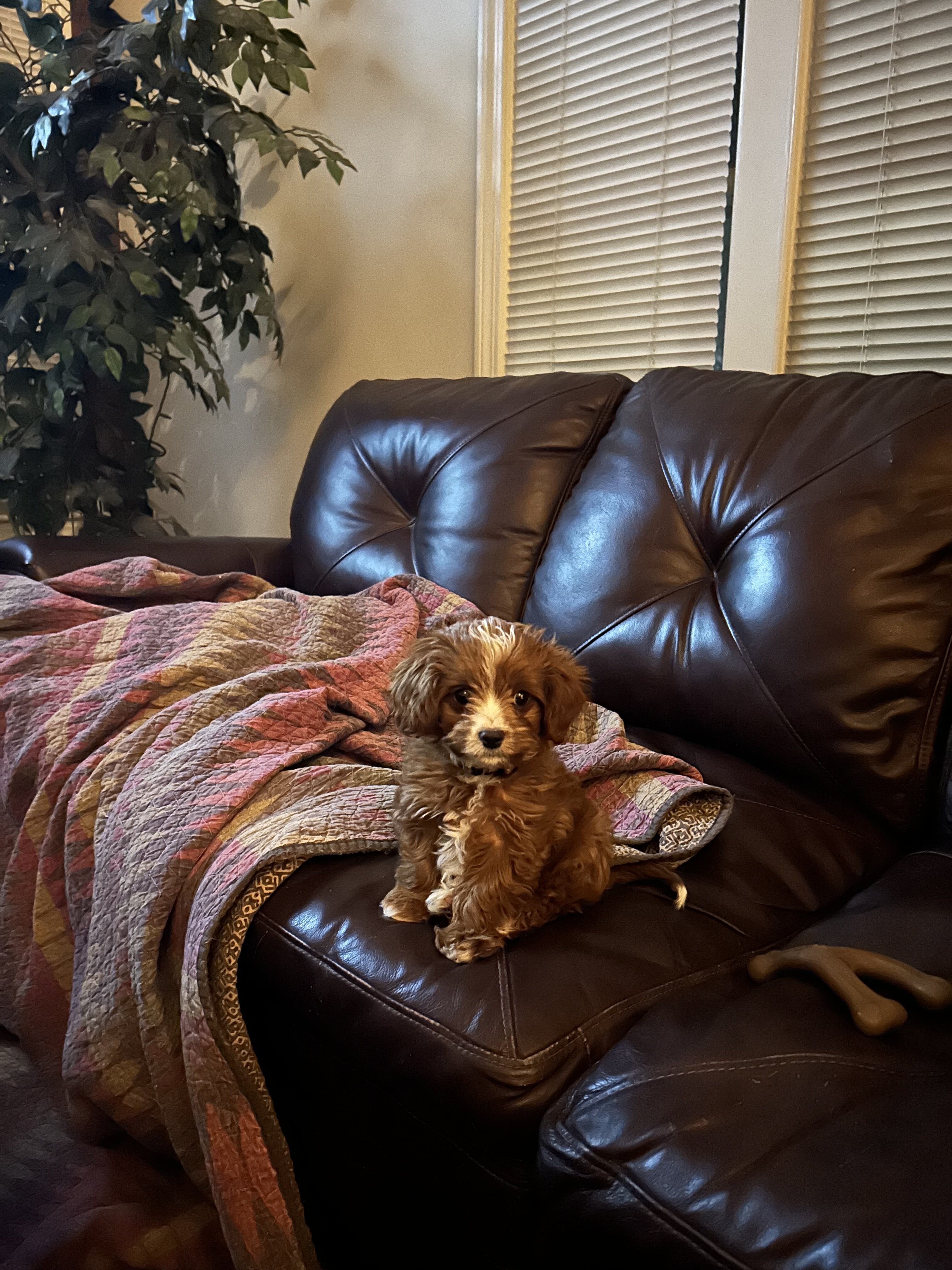 Cavapoo puppy. Male image 1